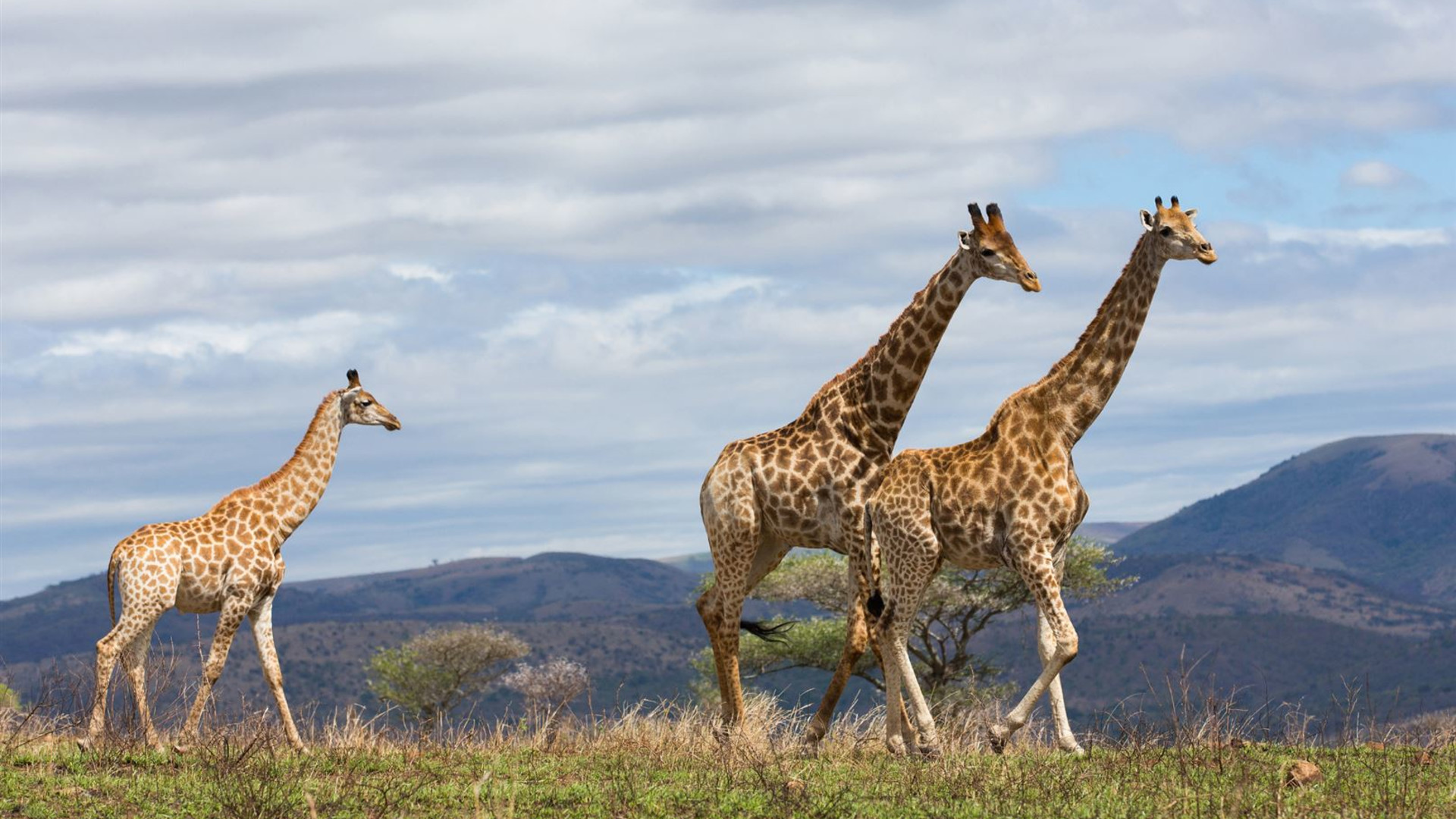 Click to view large image Serengeti Trail