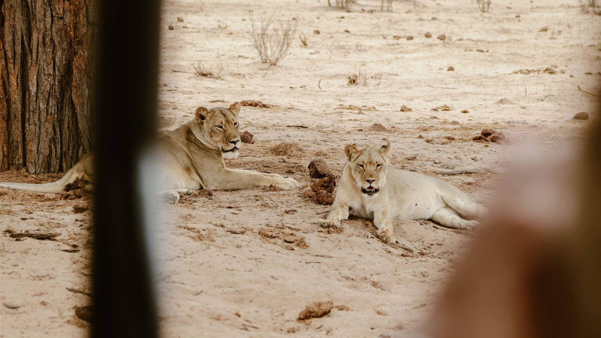 Click to view large image Botswana & Zimbabwe Lodge Safari