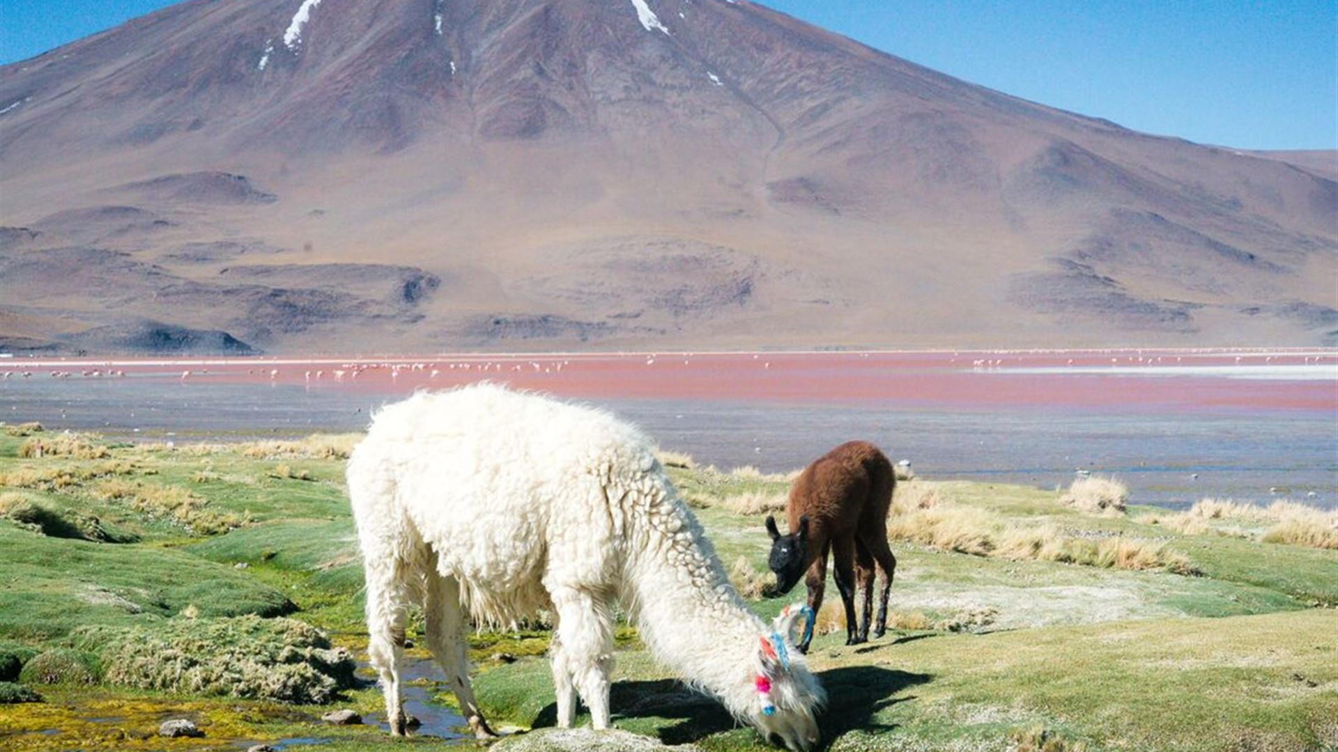 Click to view large image Bolivia Highlights