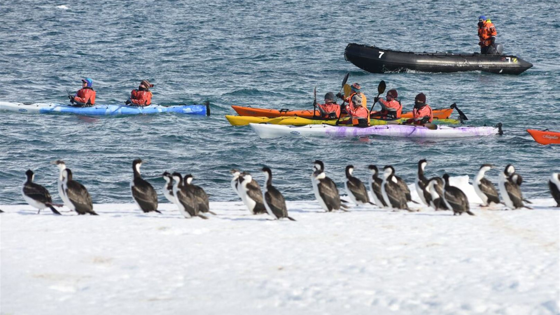Click to view large image Best of Antarctica: Whale Discovery