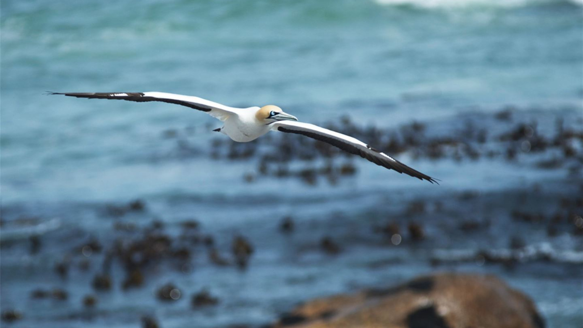 Click to view large image Cape & Dunes Discoverer