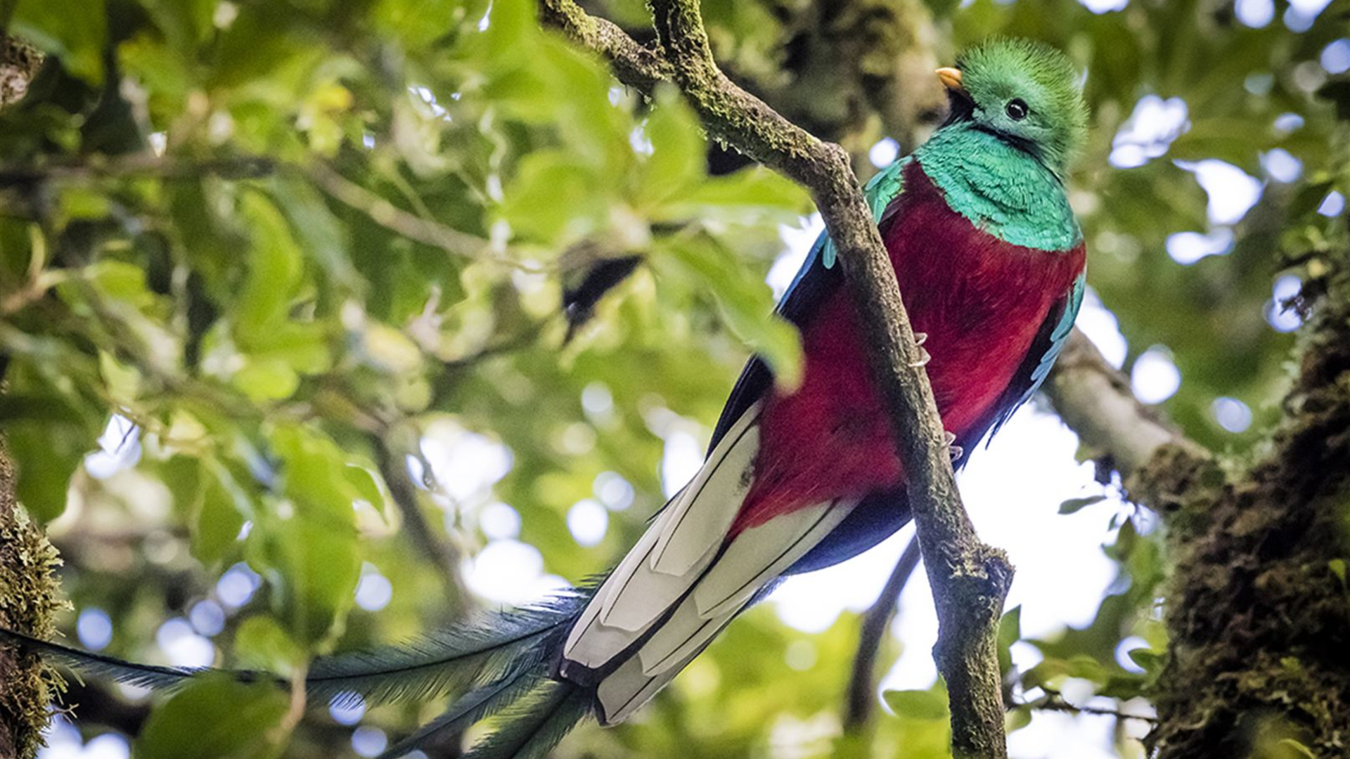 Click to view large image Real Guatemala to Costa Rica