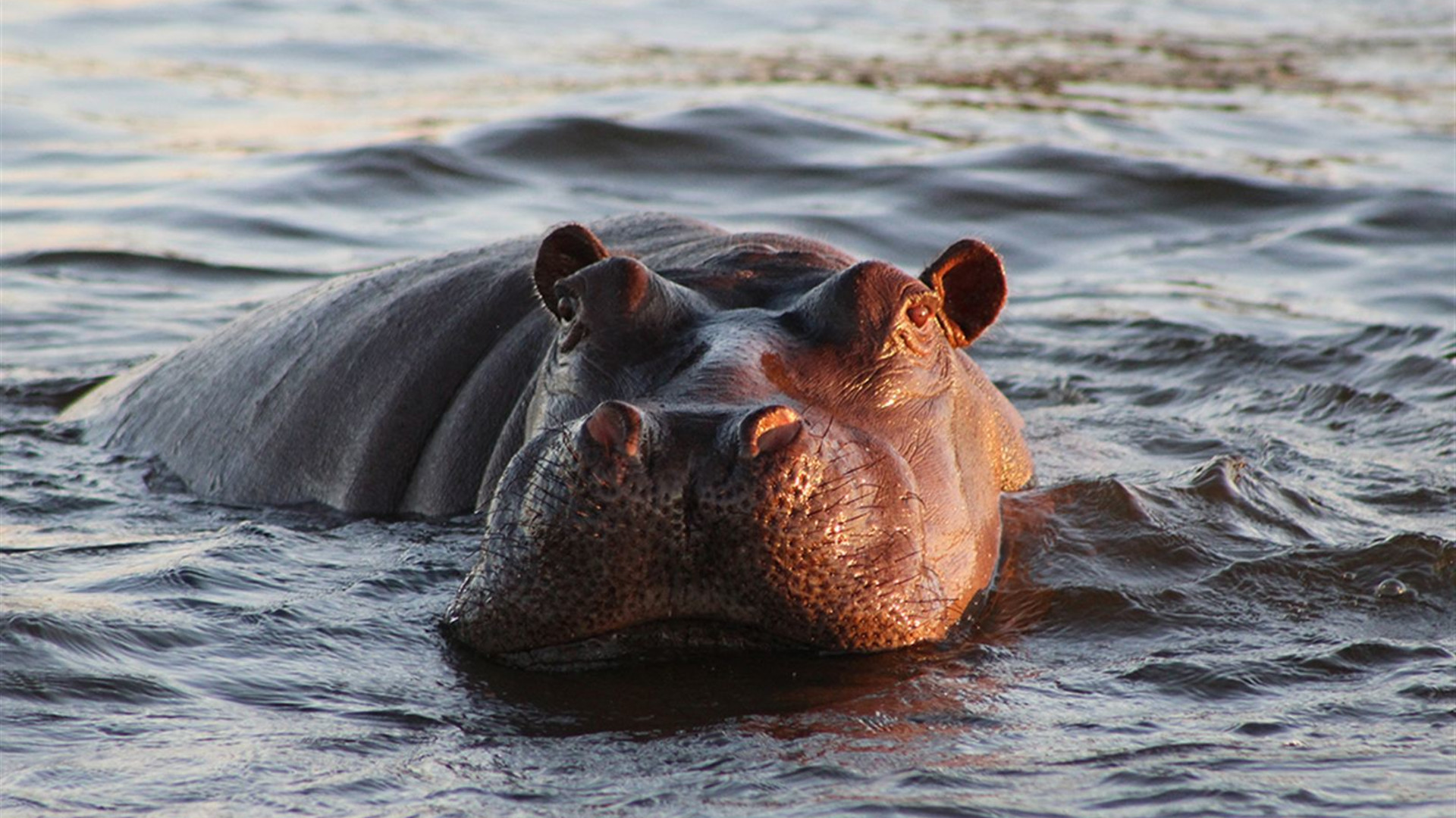 Click to view large image Premium Botswana