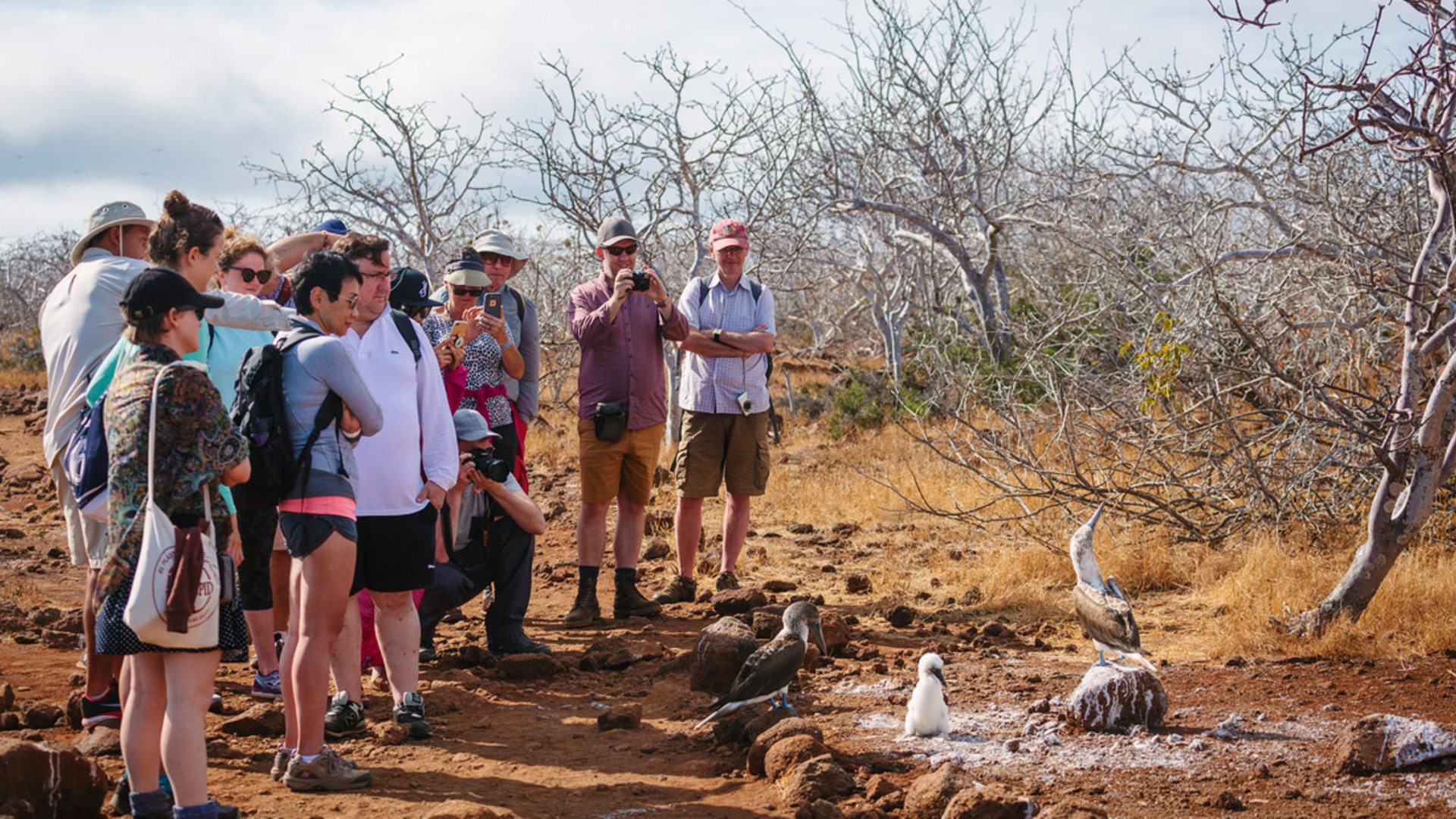 Click to view large image Galapagos Adventure: Northern Islands (Grand Daphne)