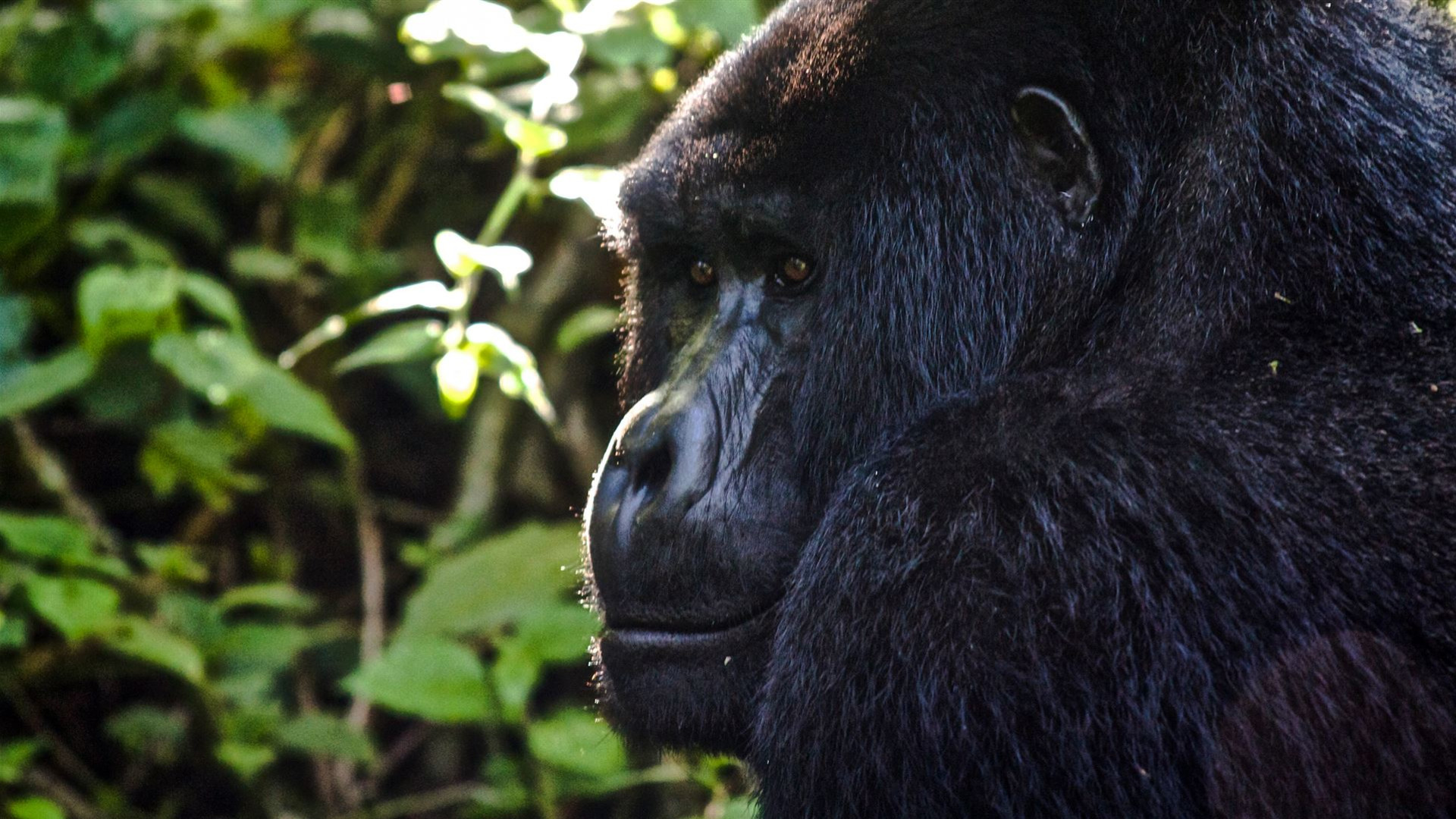 Click to view large image Uganda to Rwanda: Gorilla Treks & Safari Drives