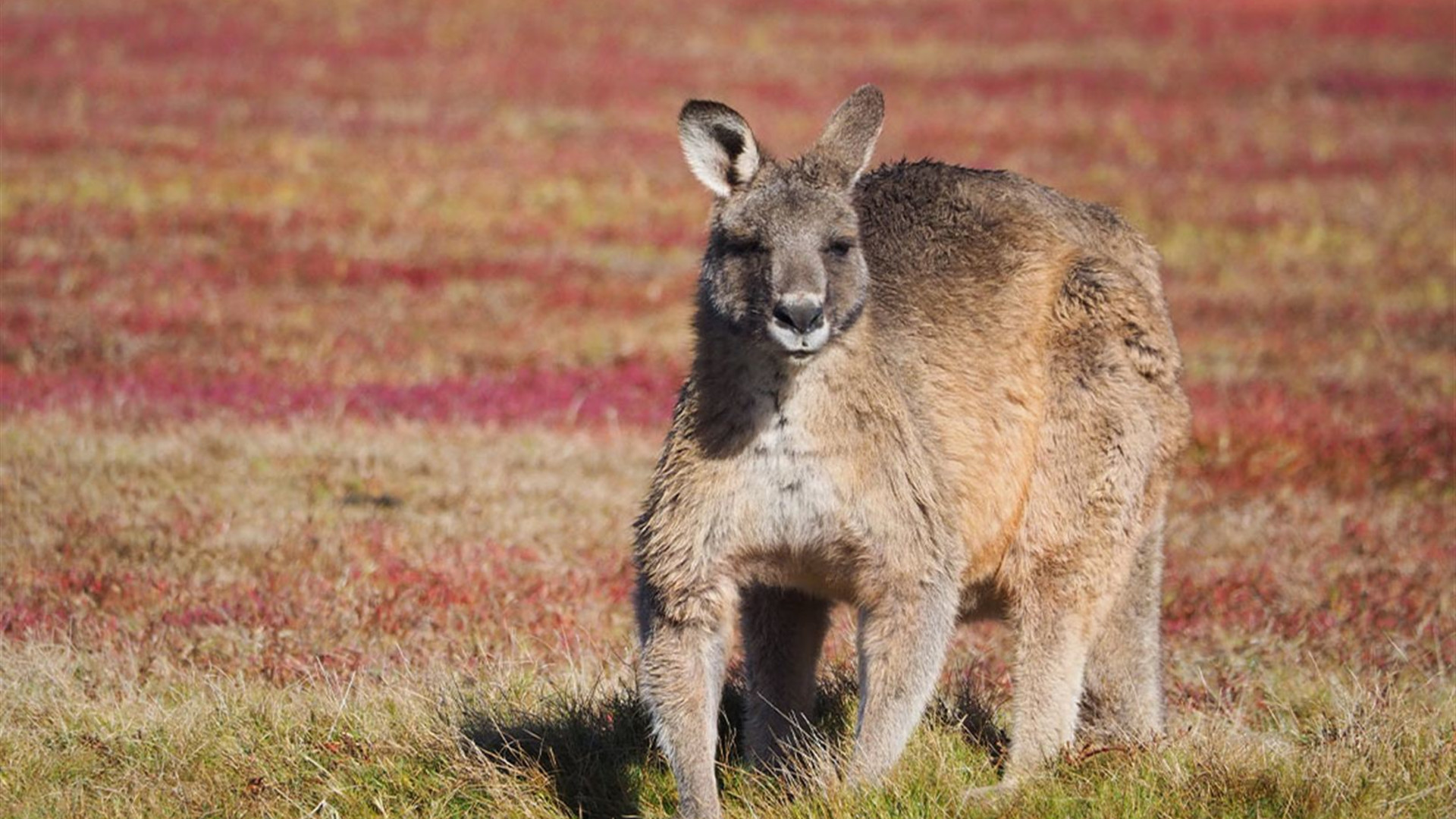 Click to view large image Best of Tasmania