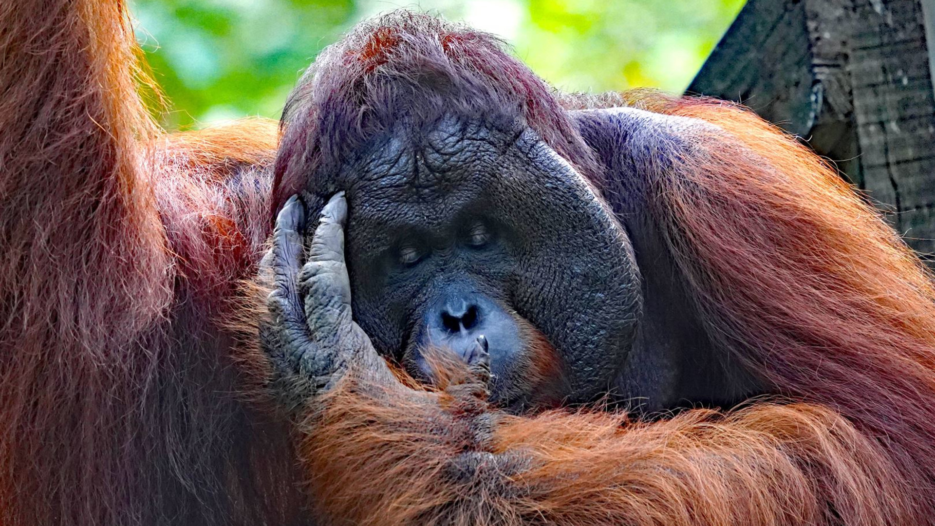 Click to view large image Borneo Wildlife Discoverer