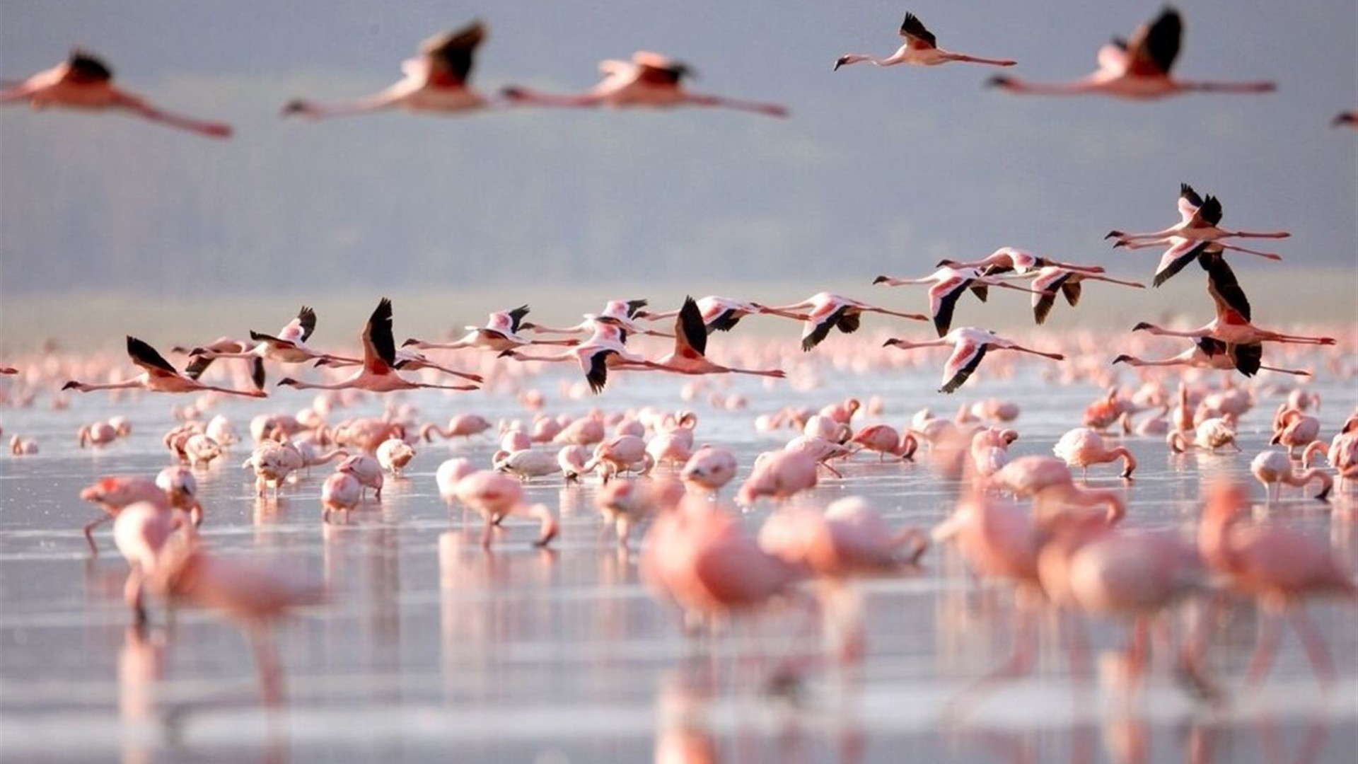 Click to view large image Best of East Africa