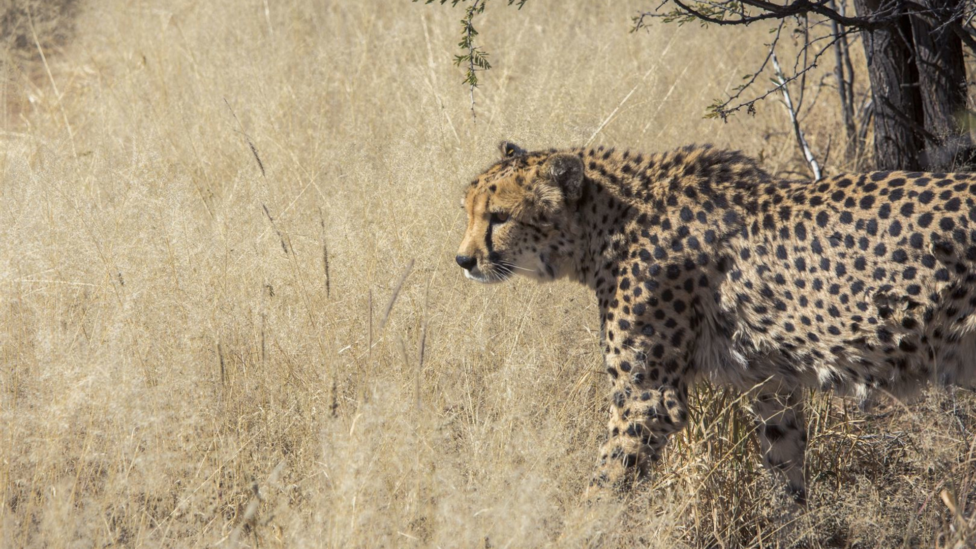 Click to view large image Journeys: Wonders of Namibia