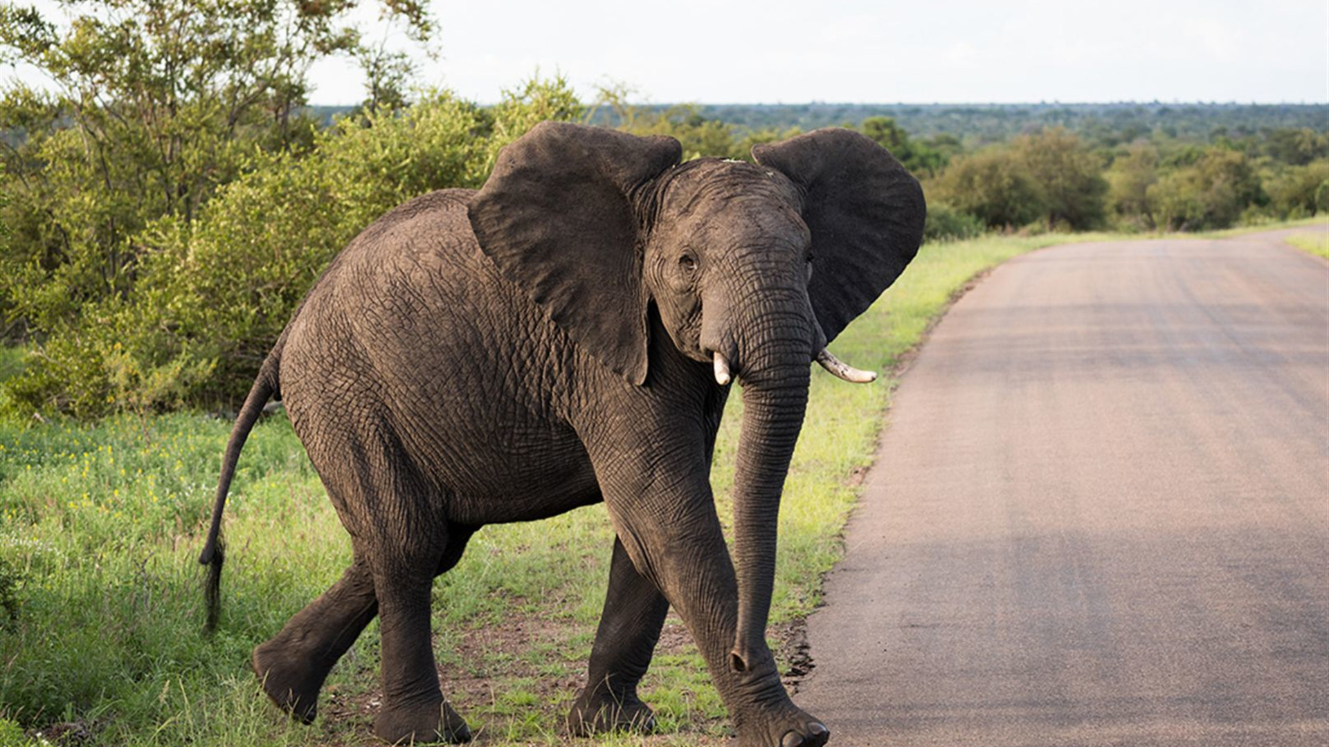 Click to view large image Kruger, Coast & Cape