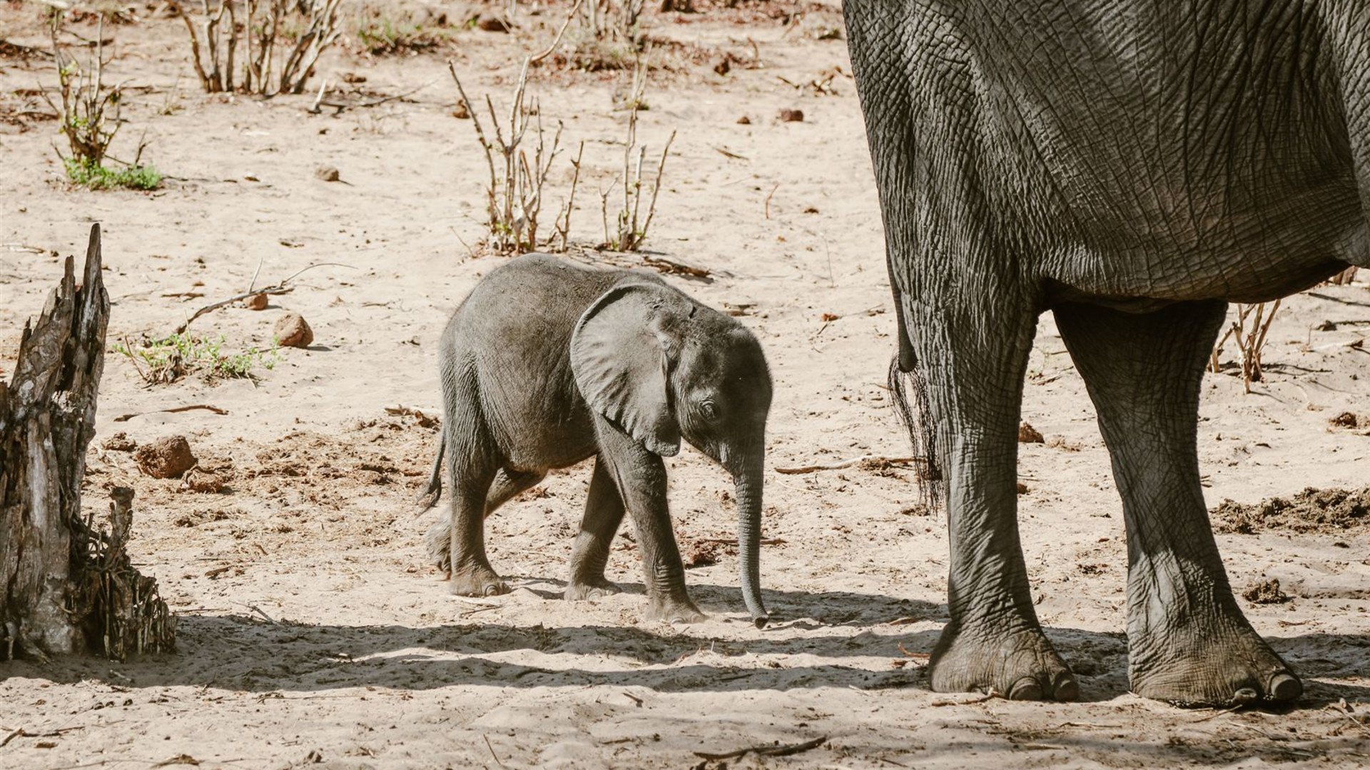 Click to view large image Botswana & Zimbabwe Lodge Safari