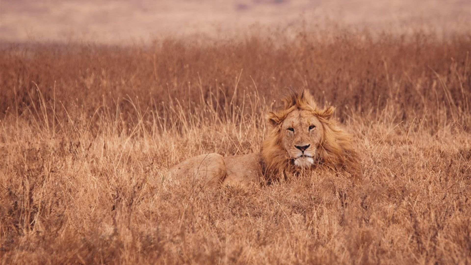 Click to view large image Essential East Africa