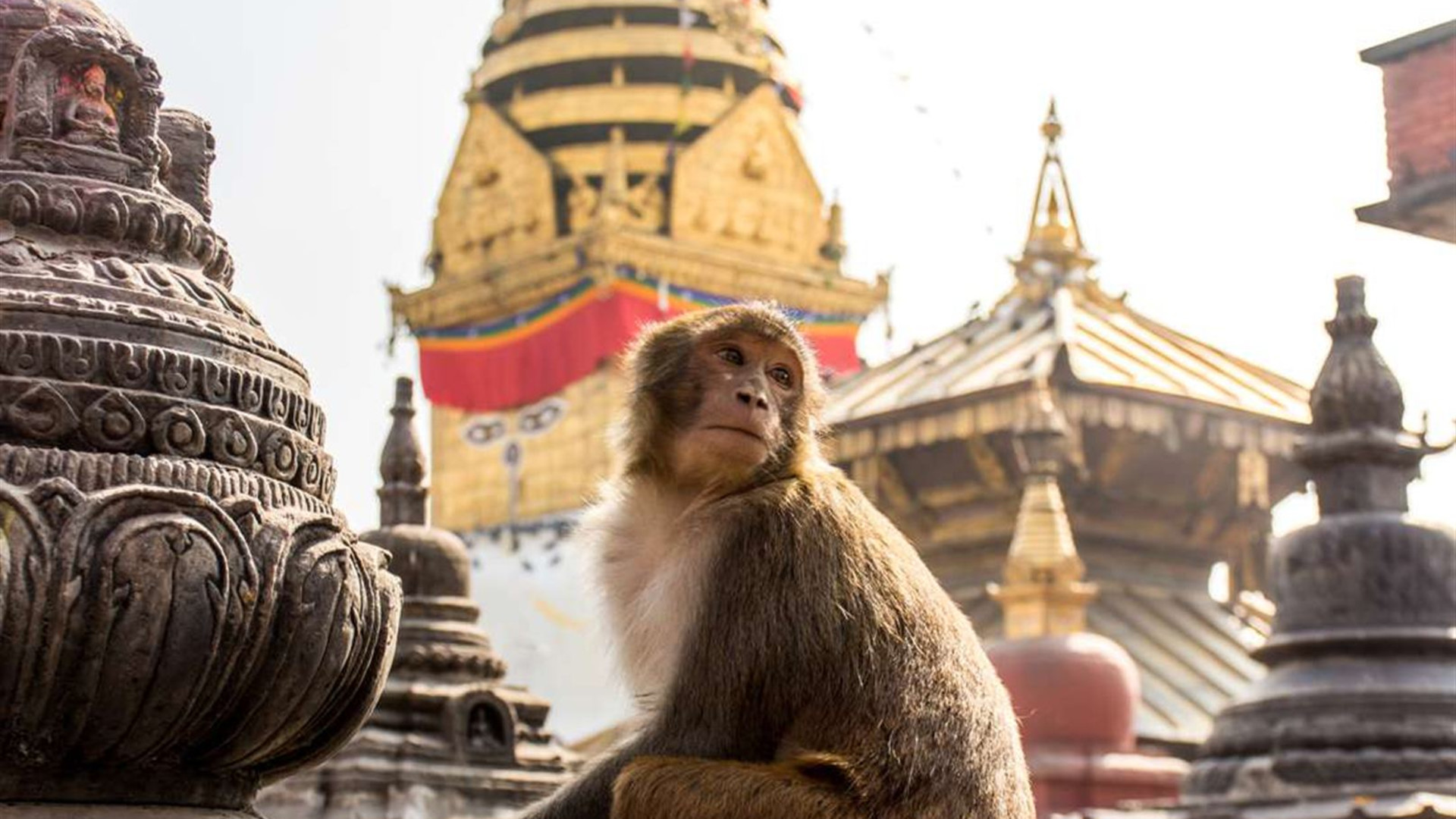 Click to view large image India & Nepal Adventure