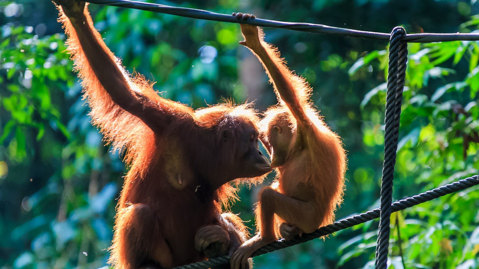 Click to view large image Borneo Wildlife Discoverer