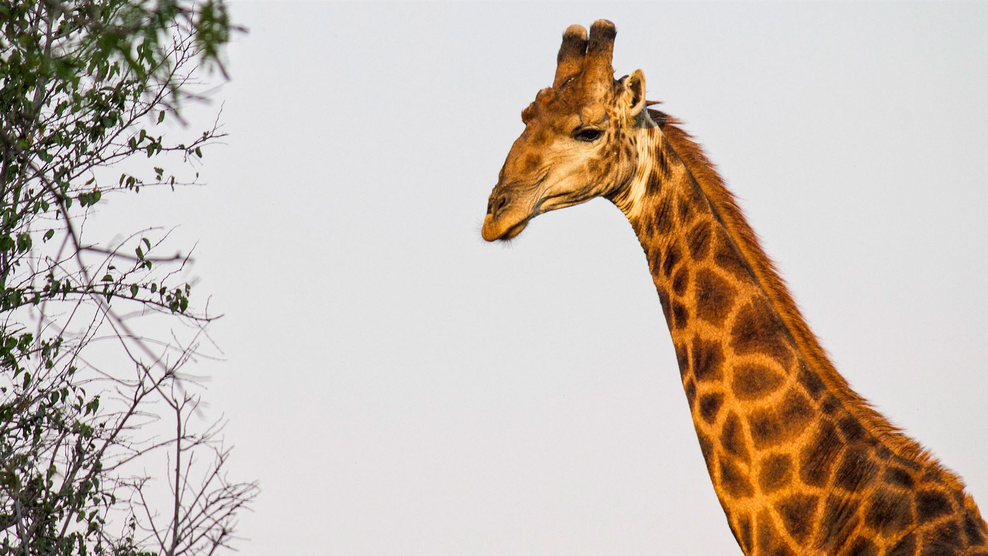 Click to view large image Journeys: Explore Cape Town & Kruger National Park