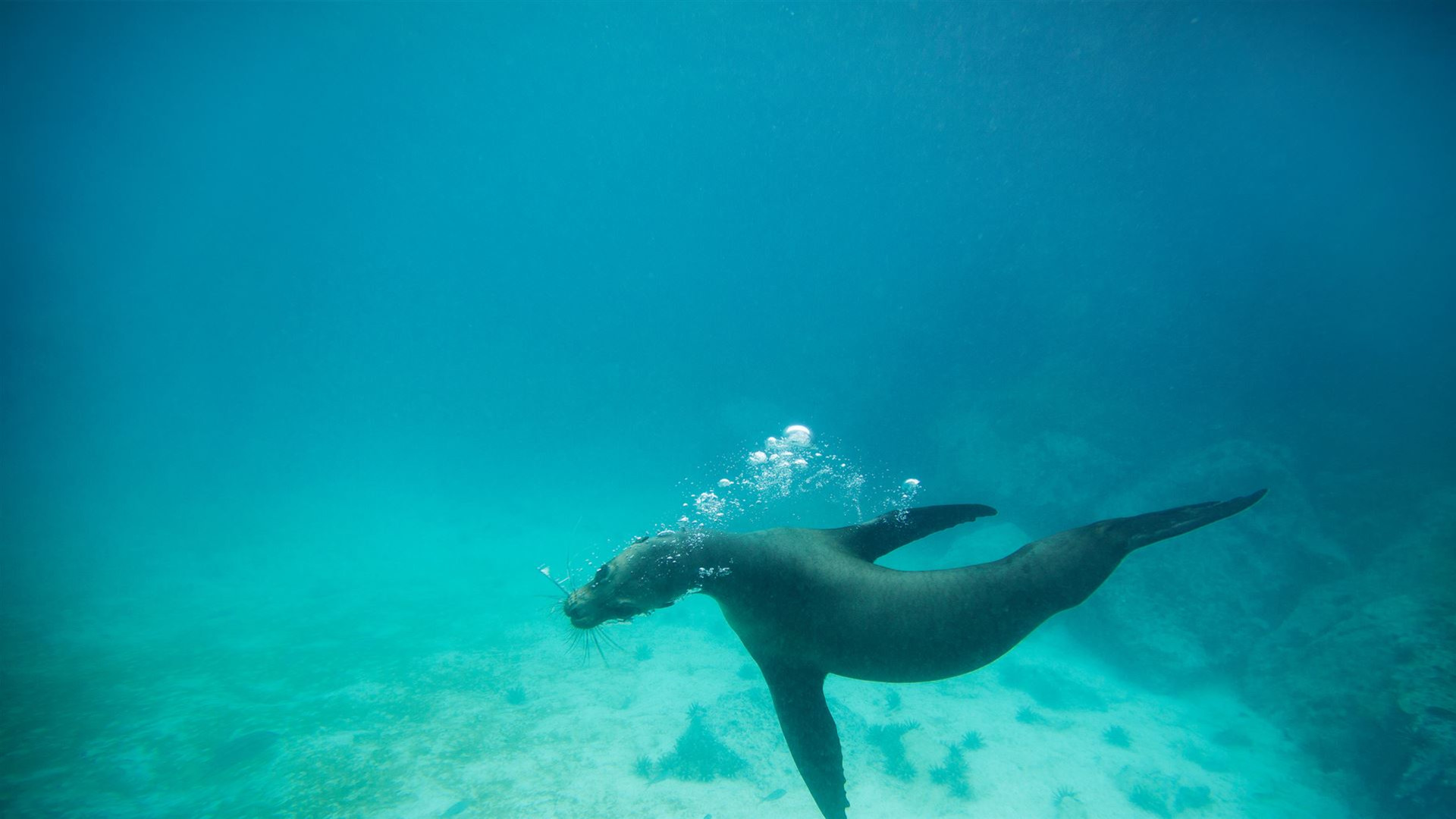Click to view large image Galapagos Land & Sea — Central & South Islands aboard the Yolita