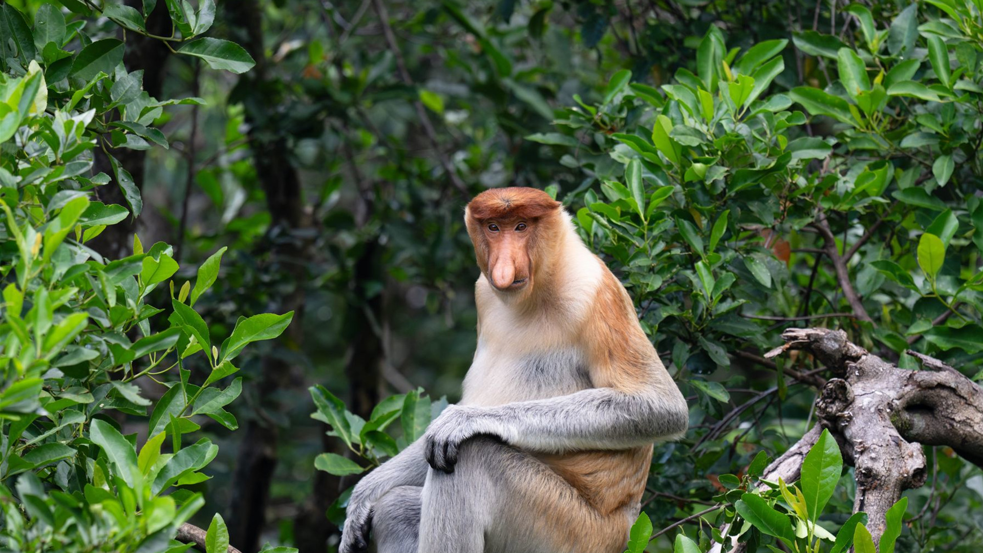 Click to view large image Borneo Wildlife Discoverer