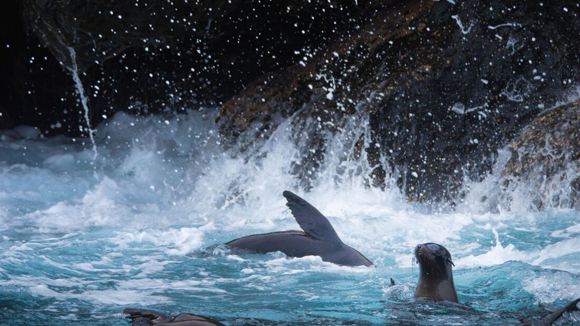 Click to view large image Galapagos Encounter: Southern Islands (Grand Queen Beatriz)
