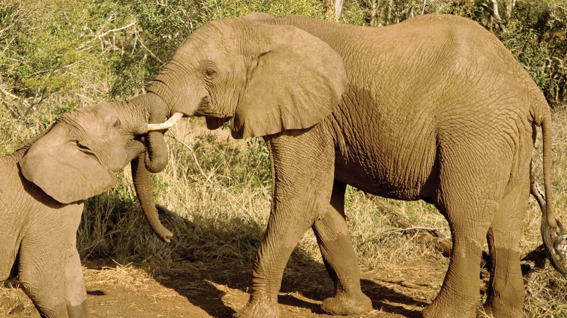 Click to view large image Journeys: Kenya Safari Experience