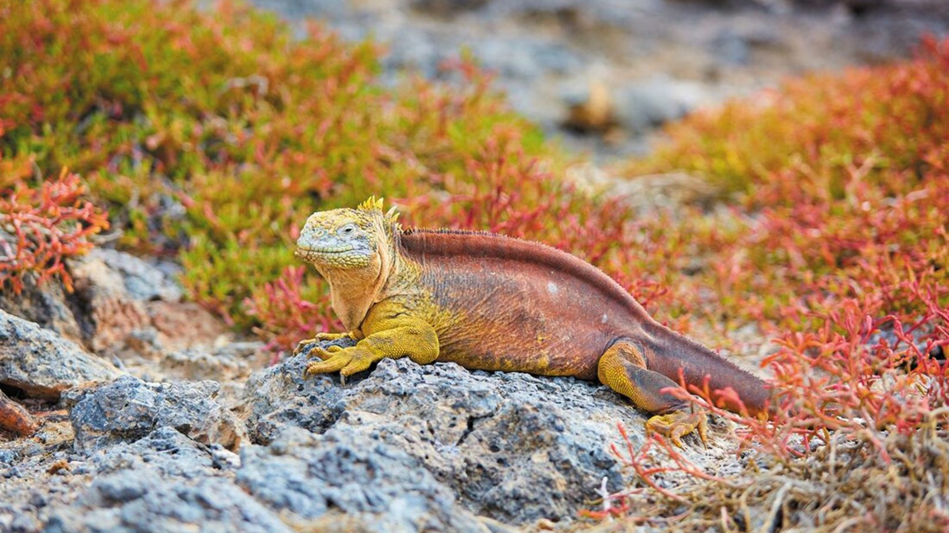 Click to view large image Majestic Peru & Galapagos Cruise (Grand Queen Beatriz)