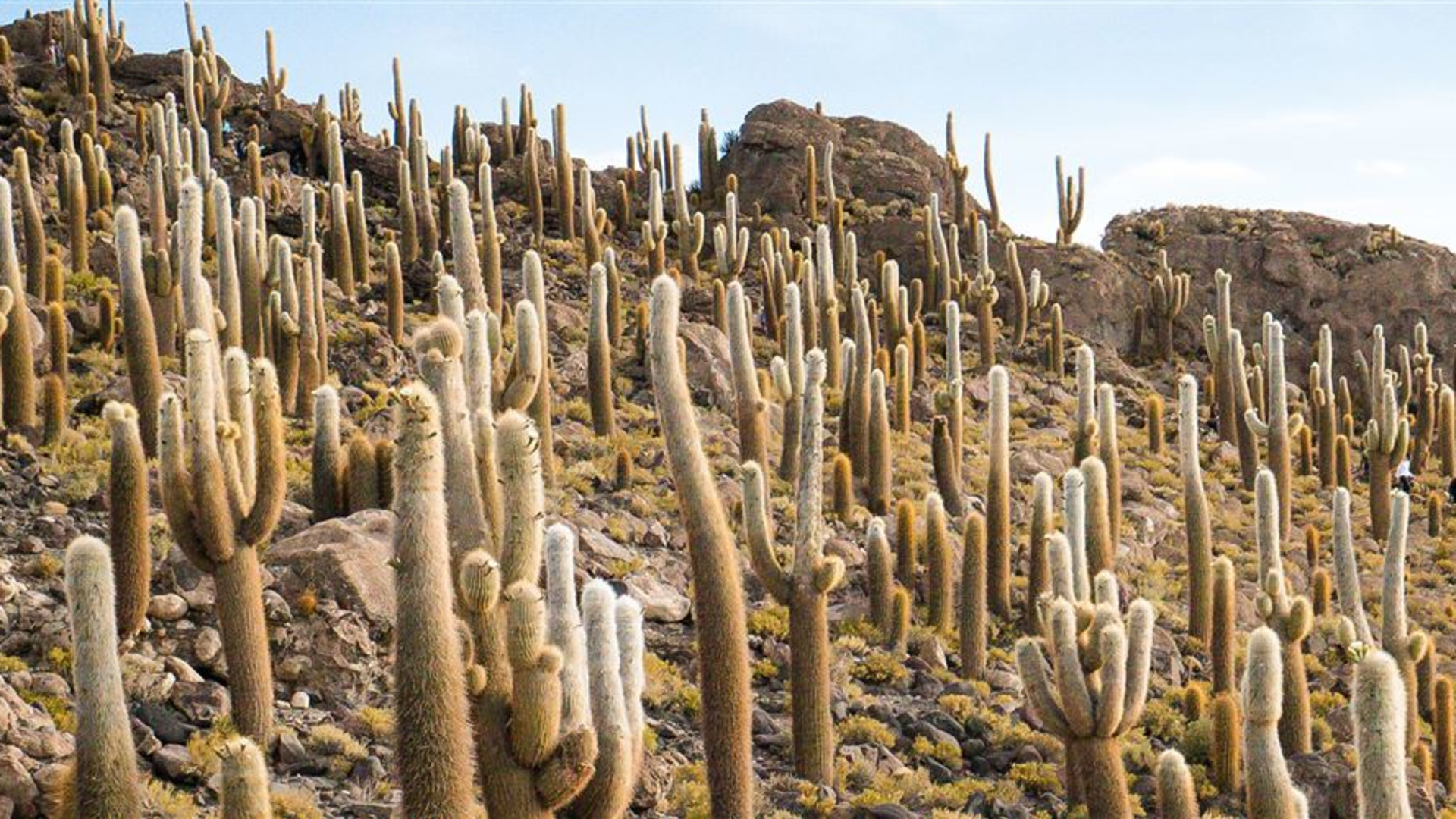 Click to view large image Best of Bolivia & Argentina