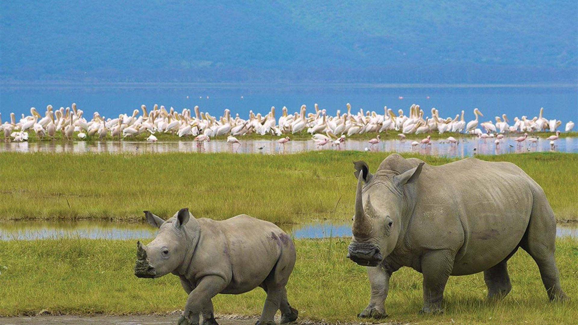Click to view large image Essential African Safari