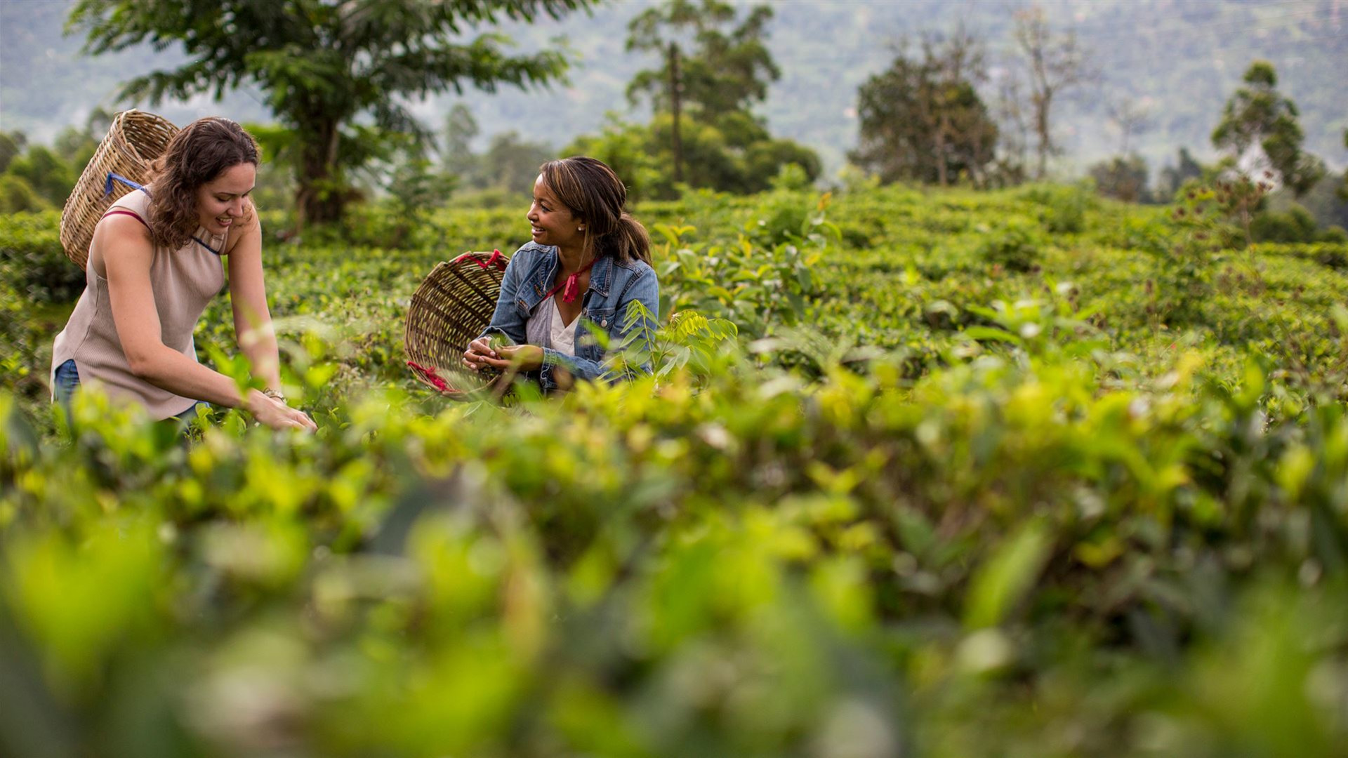 Click to view large image India to Sri Lanka: The Pink City & Spice Gardens