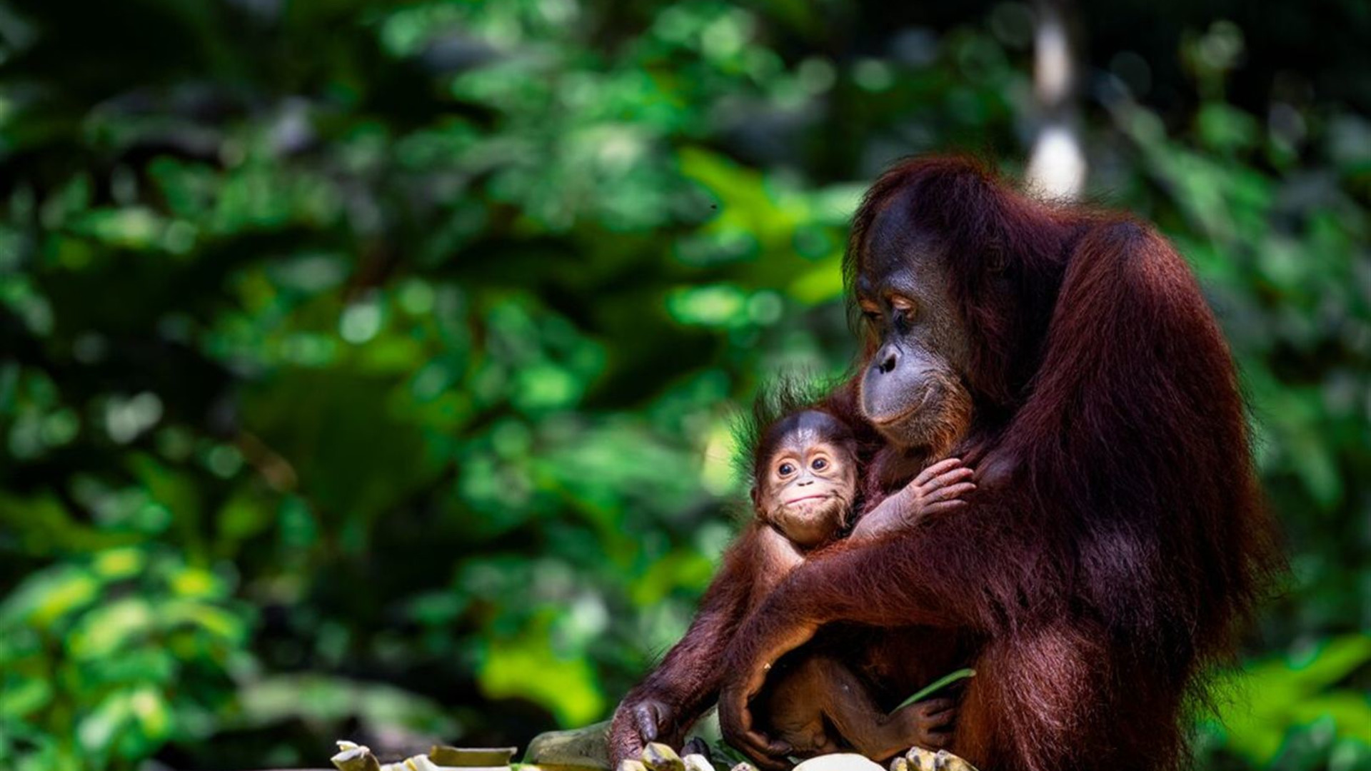 Click to view large image Classic Borneo