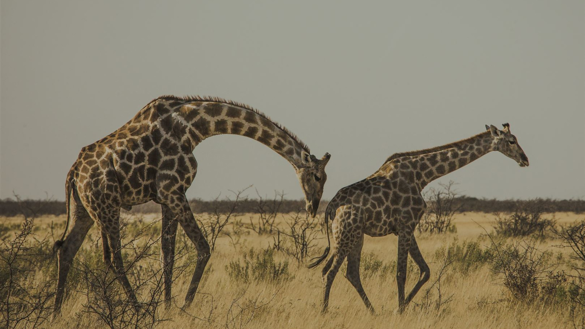 Click to view large image Serengeti, Falls & Cape Town Overland: Sunsets & Safaris