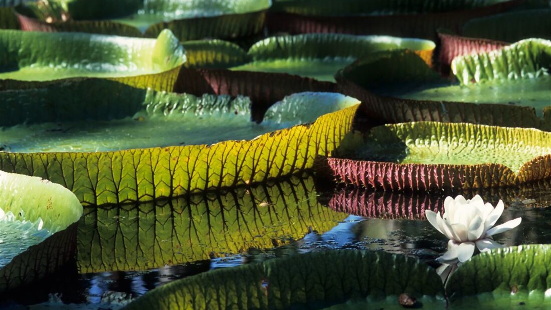 Click to view large image Premium Peru in Depth with Ica Valley