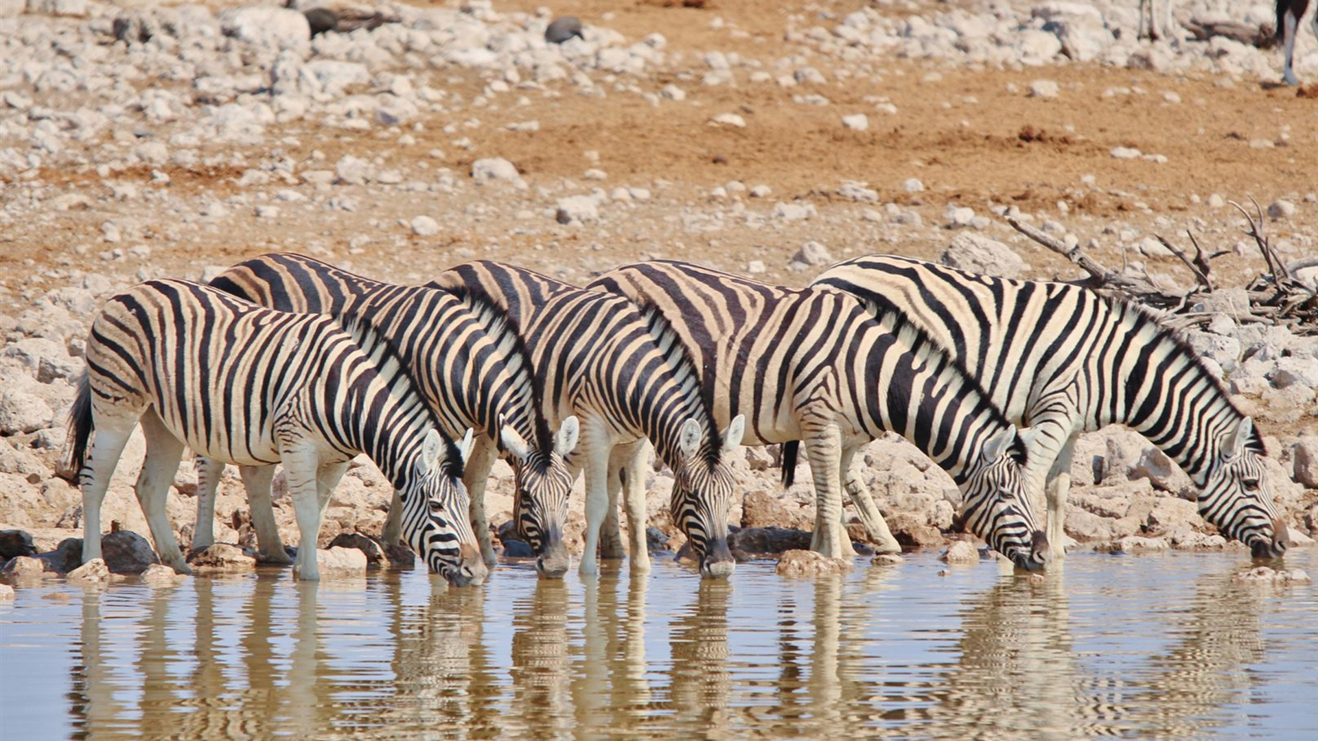 Click to view large image Premium Botswana & Namibia