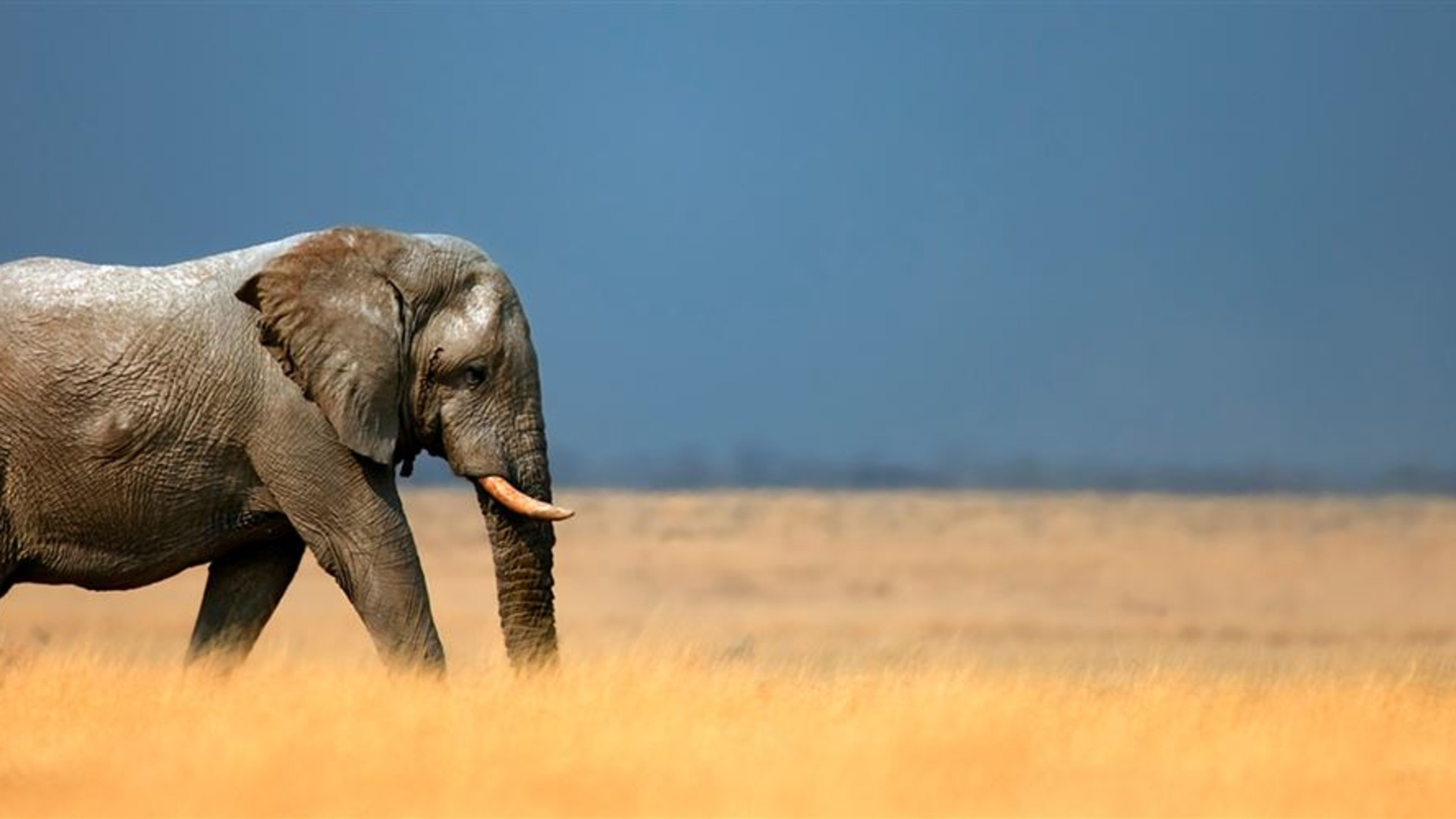 Click to view large image Namibia Discovery
