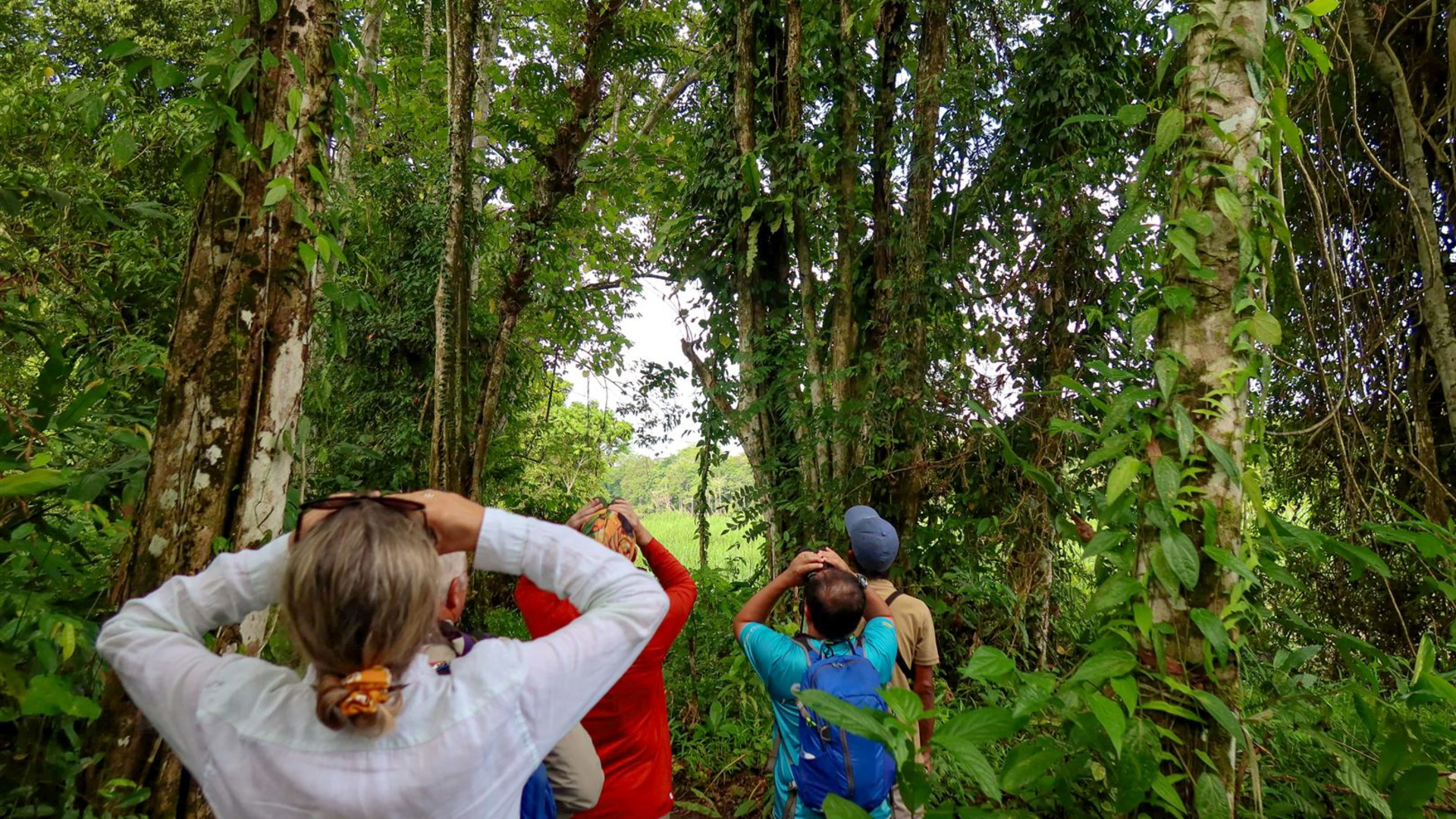 Click to view large image Borneo Wildlife Discoverer