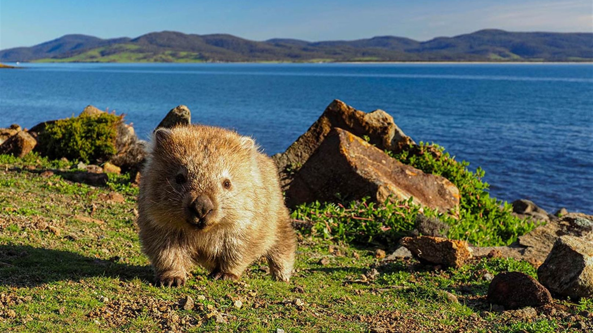 Click to view large image Walk Tasmania’s Capes, Freycinet & Maria Island