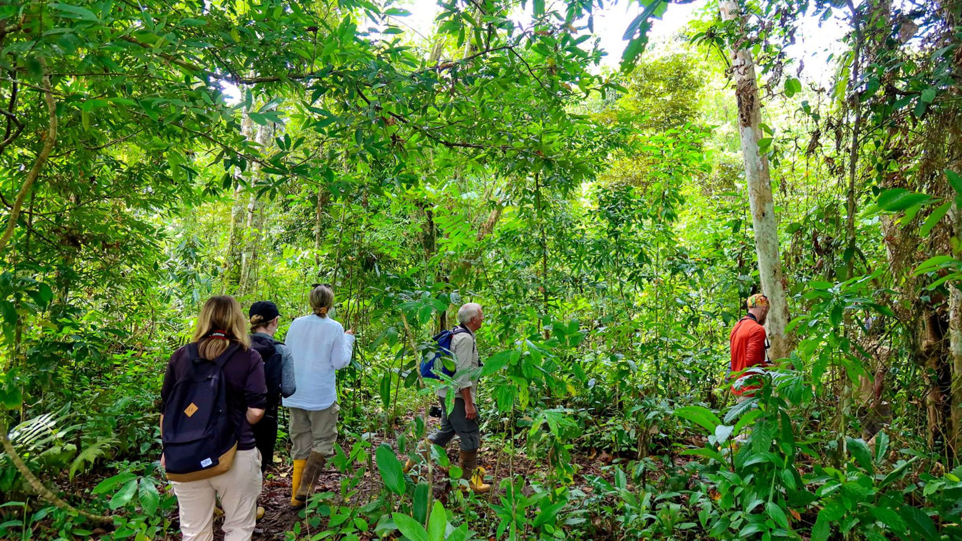 Click to view large image Borneo Wildlife Discoverer