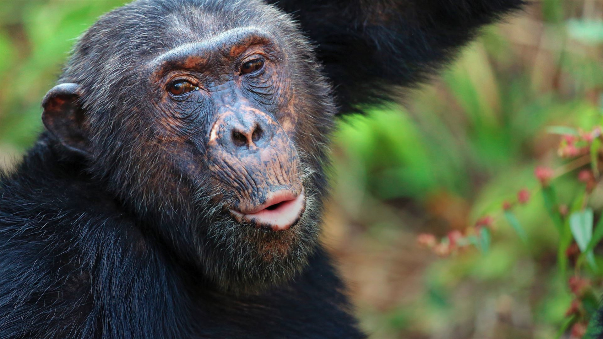 Click to view large image Tanzania: Chimp Trekking & Serengeti Safari