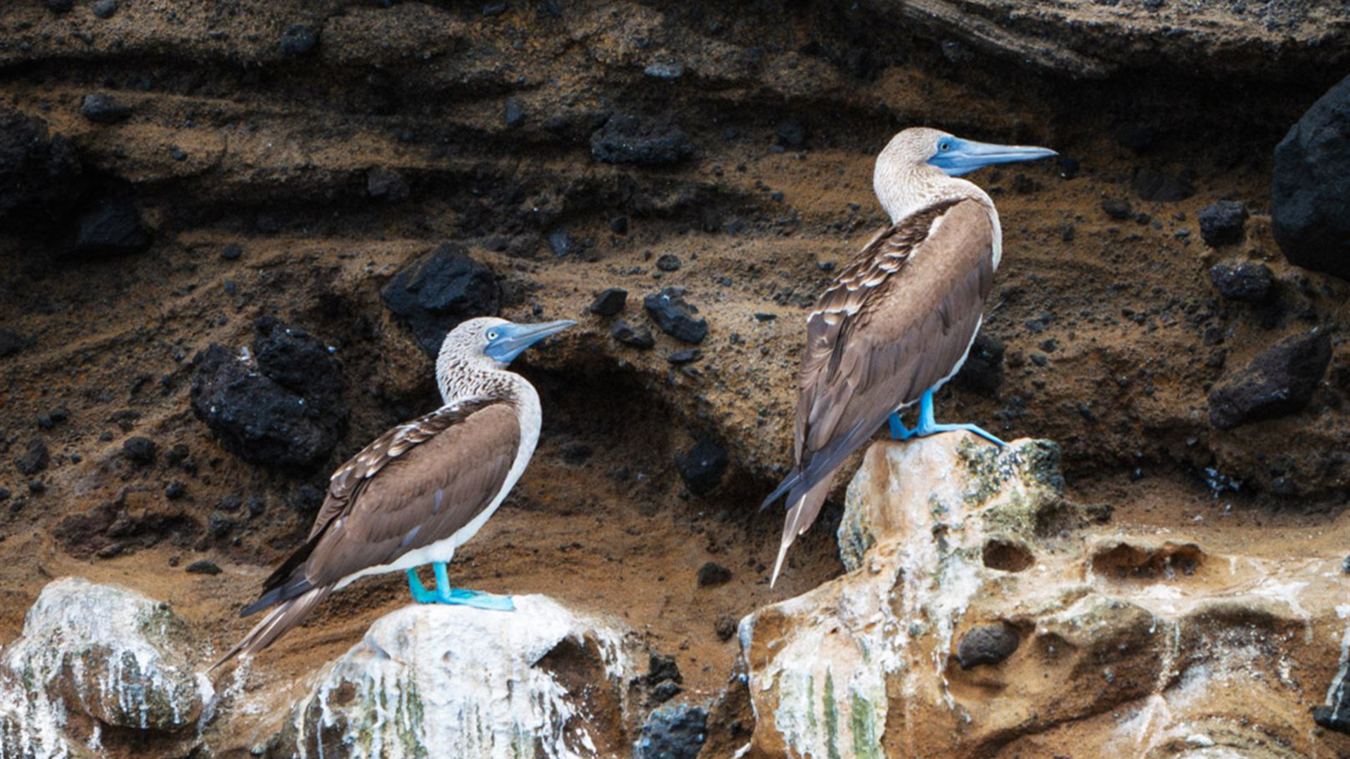 Click to view large image Galapagos Encounter: Southern Islands (Grand Queen Beatriz)