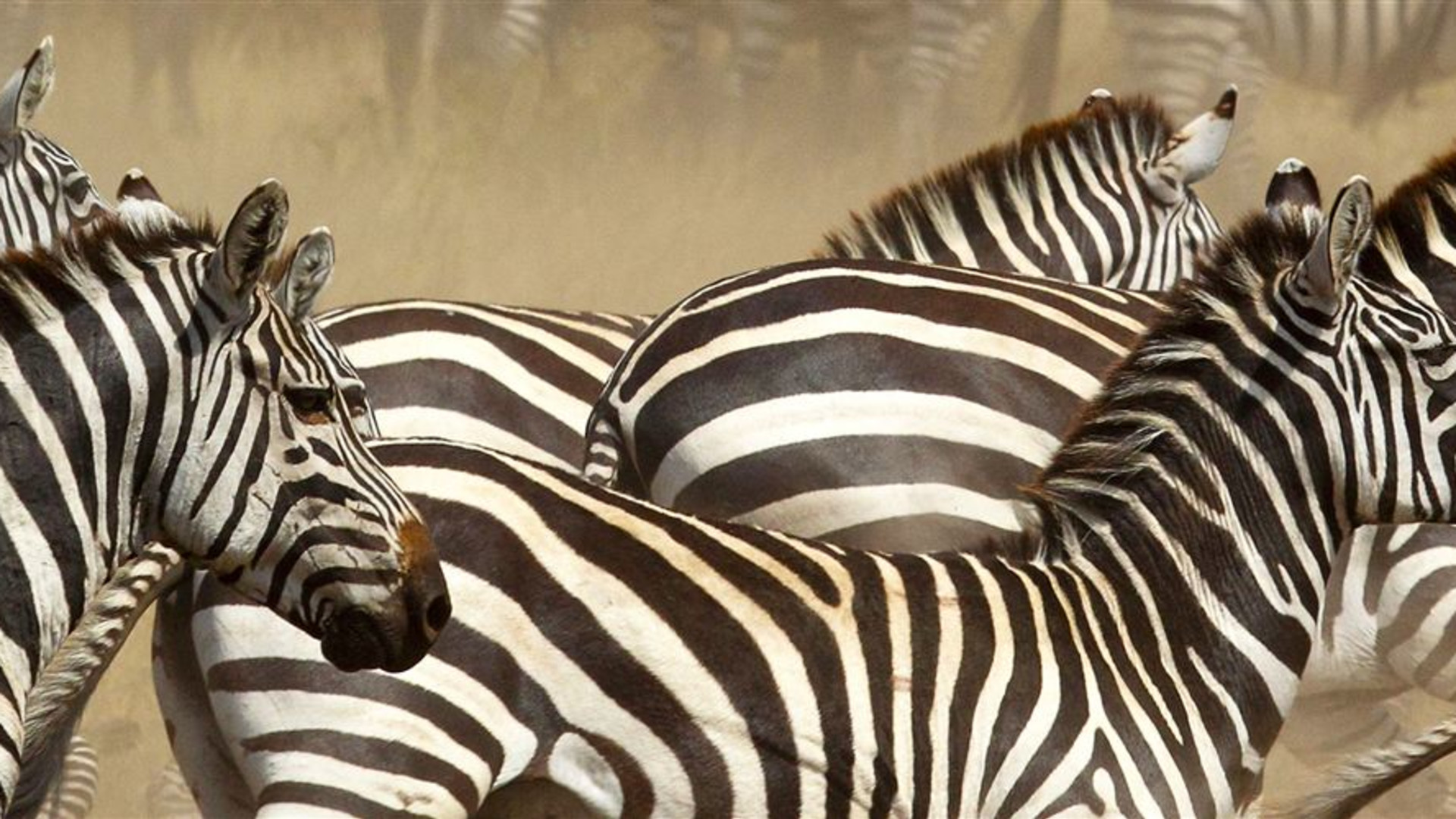Click to view large image Vic Falls to Kenya