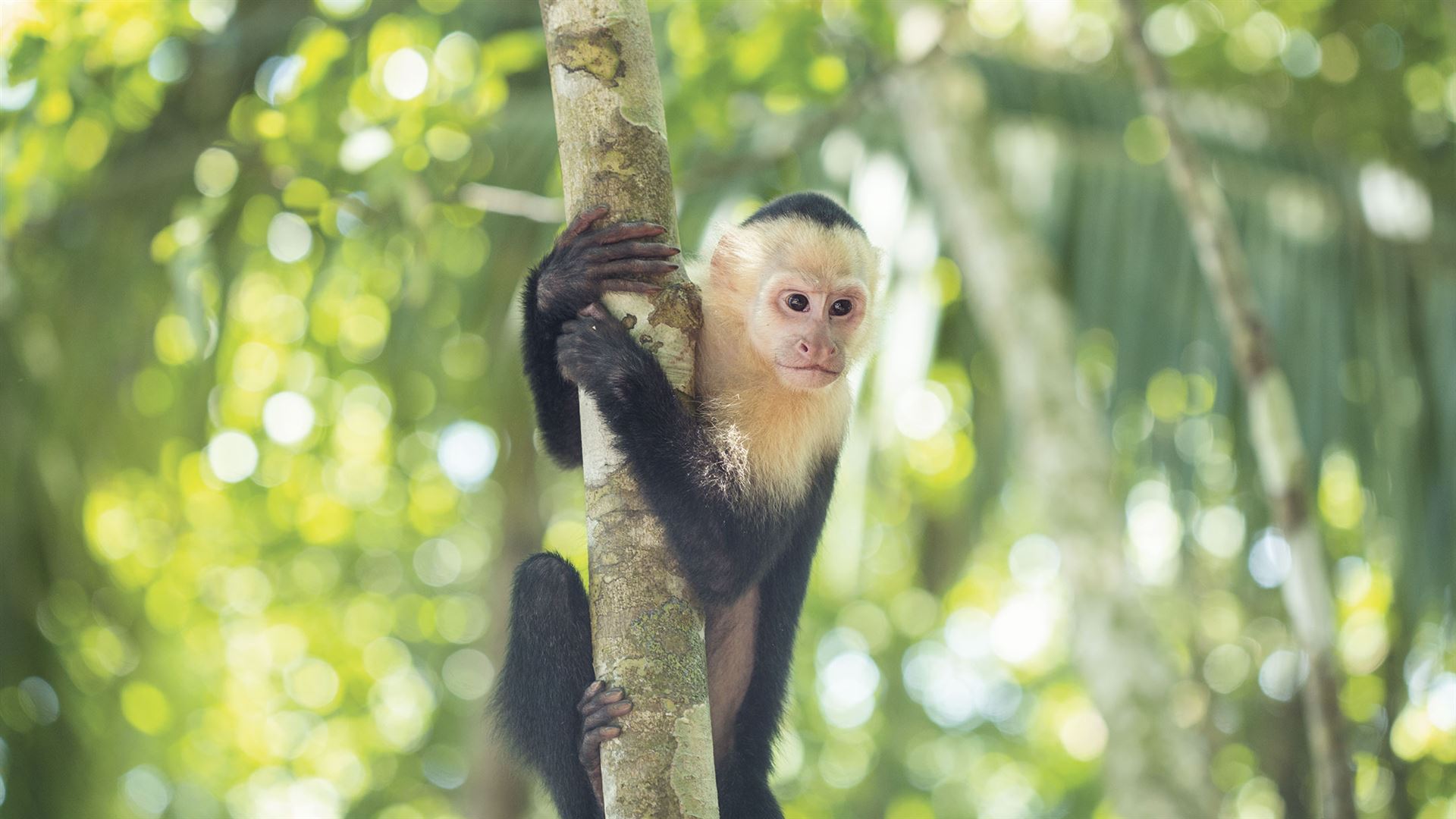 Click to view large image Journeys: Highlights of Costa Rica