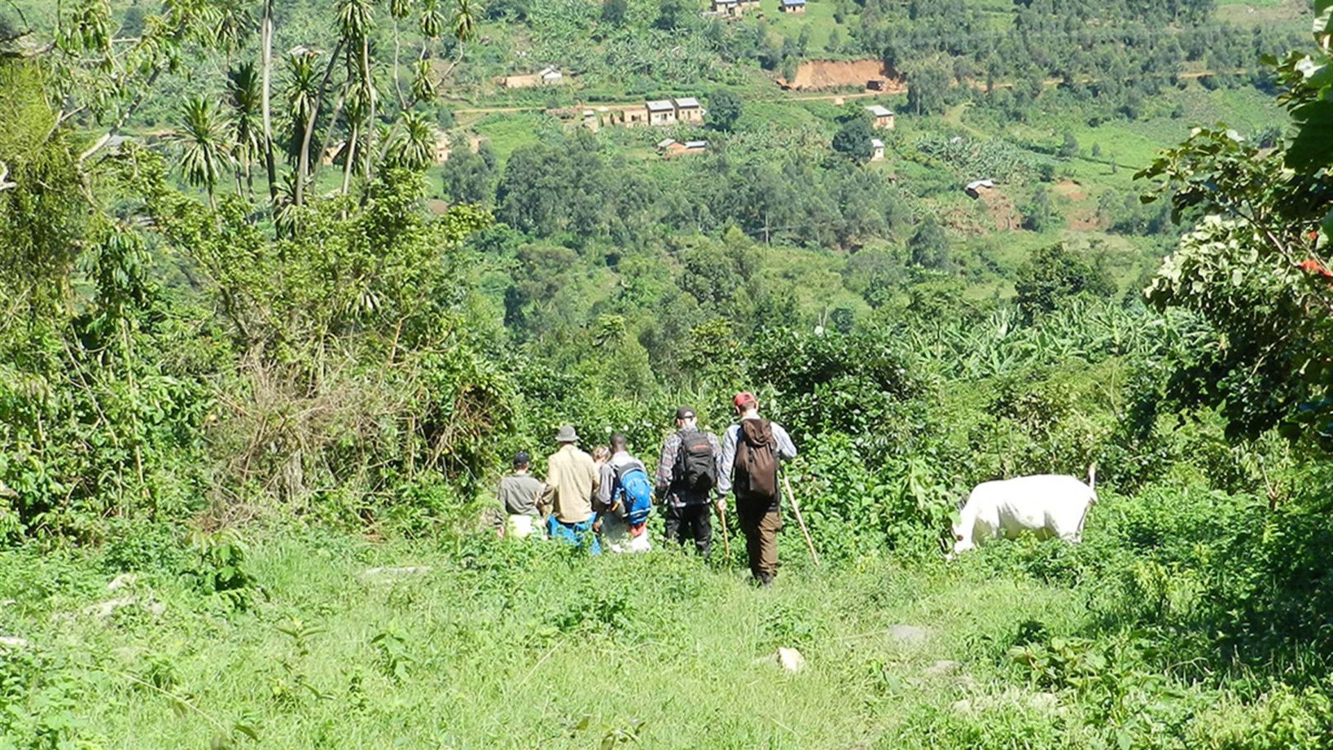 Click to view large image Uganda Gorilla Short Break: Original