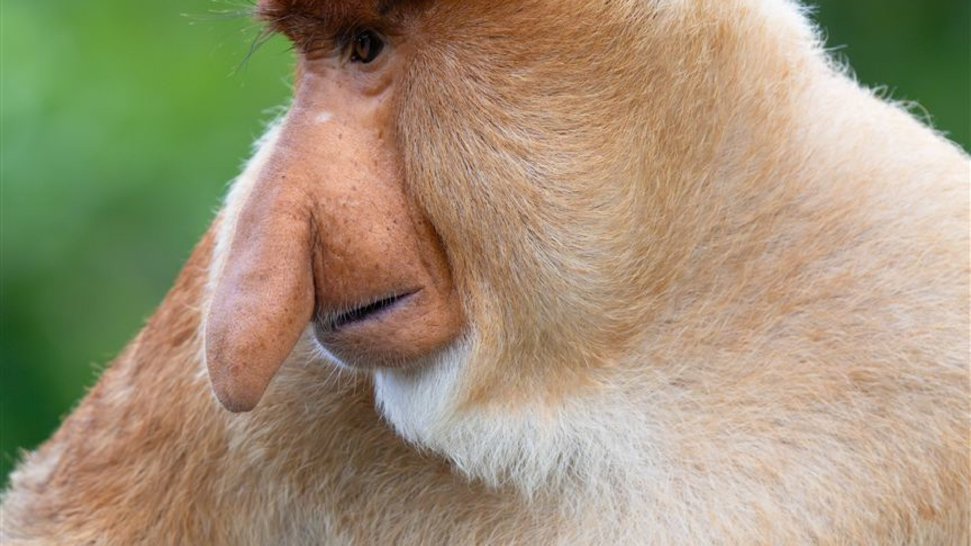 Click to view large image Borneo Wildlife Discoverer