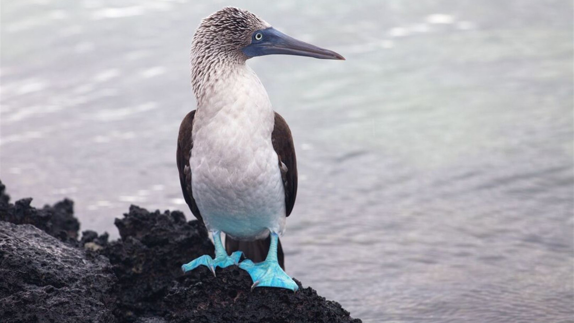 Click to view large image Galapagos Cruise & Peru in Depth (Grand Queen Beatriz)