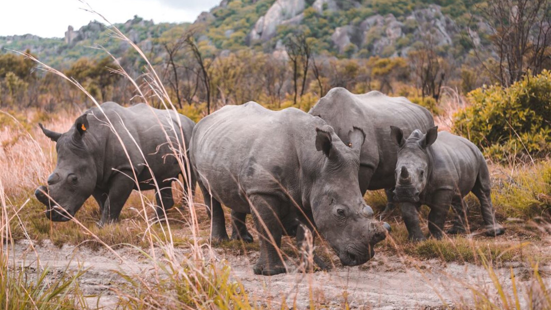 Click to view large image Southern Africa Adventure