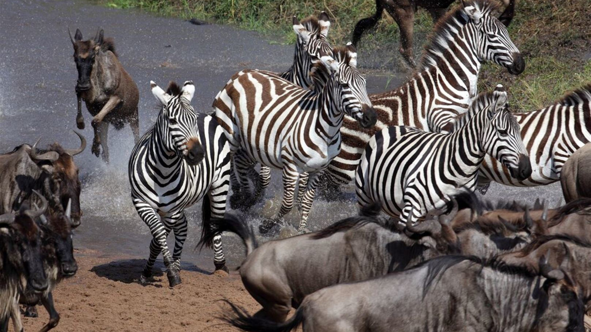 Click to view large image Kenya Family Safari