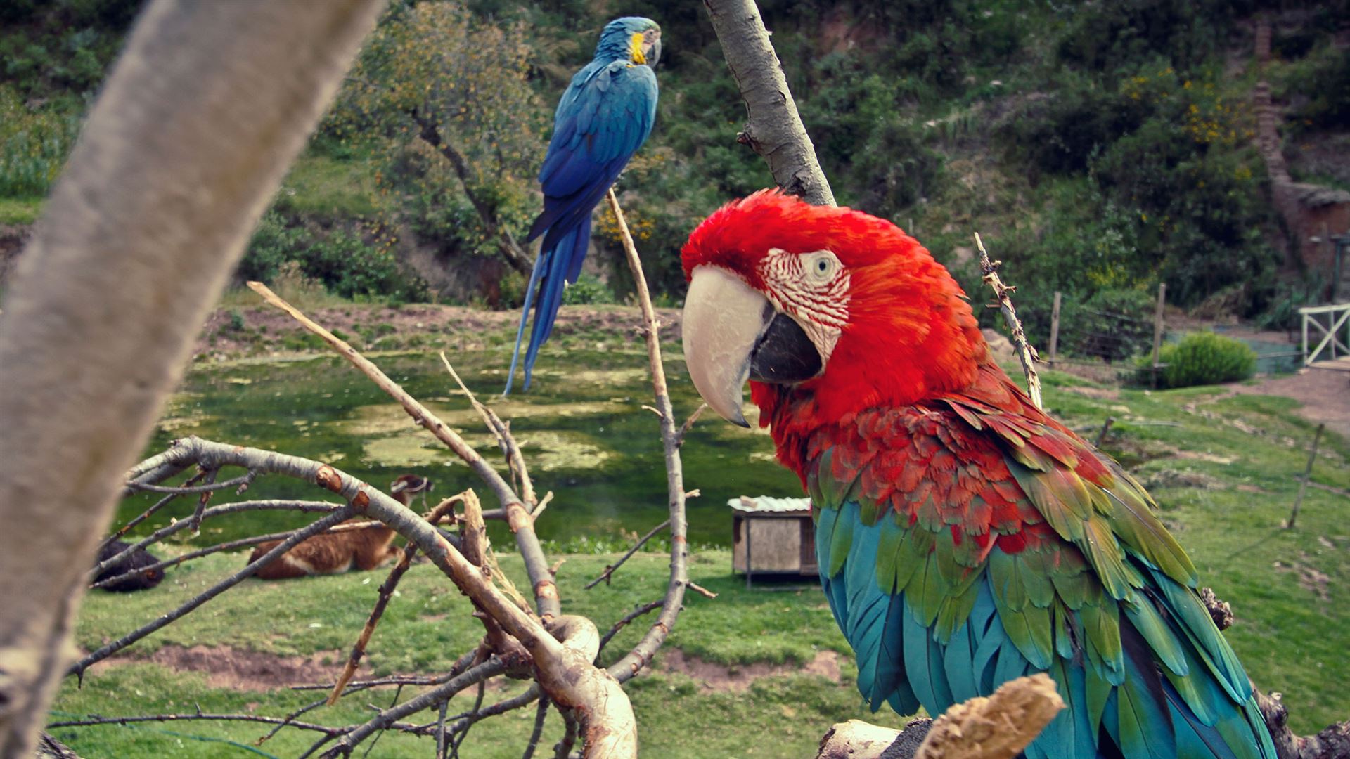 Click to view large image Journeys: Machu Picchu and the Amazon