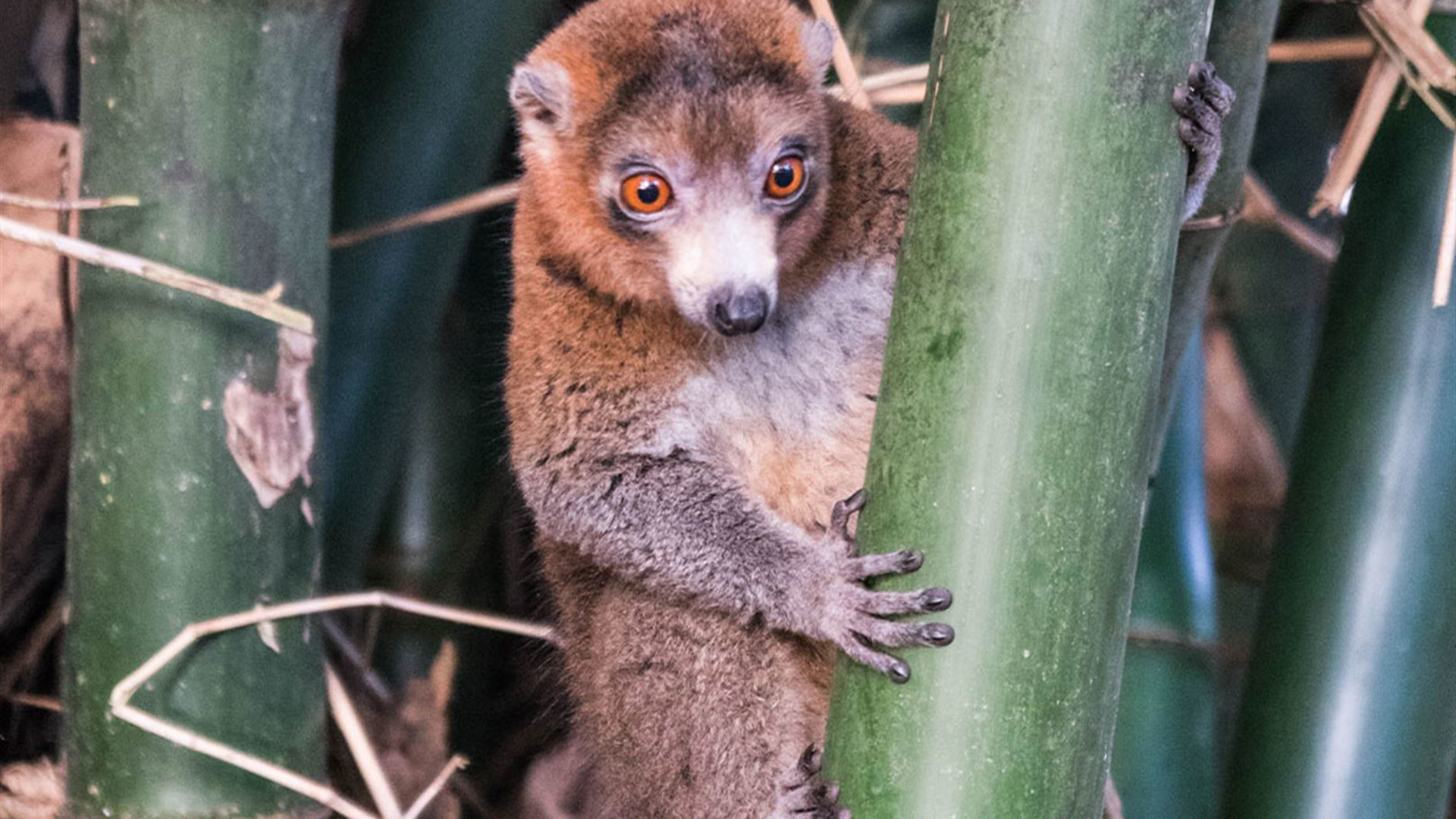 Click to view large image Comoros: Wildlife Expedition