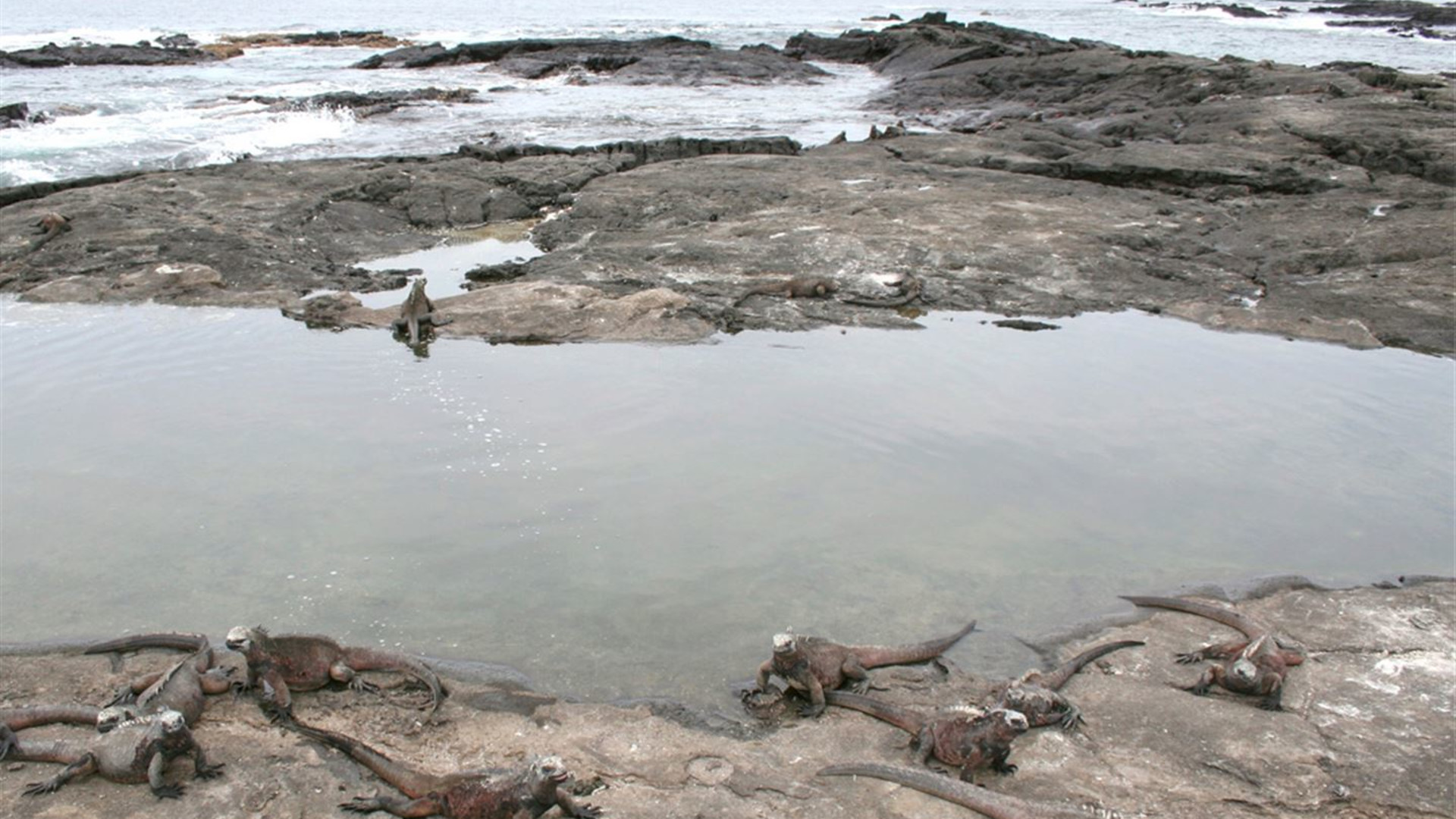 Click to view large image Galapagos — West & Central Islands aboard the Eden