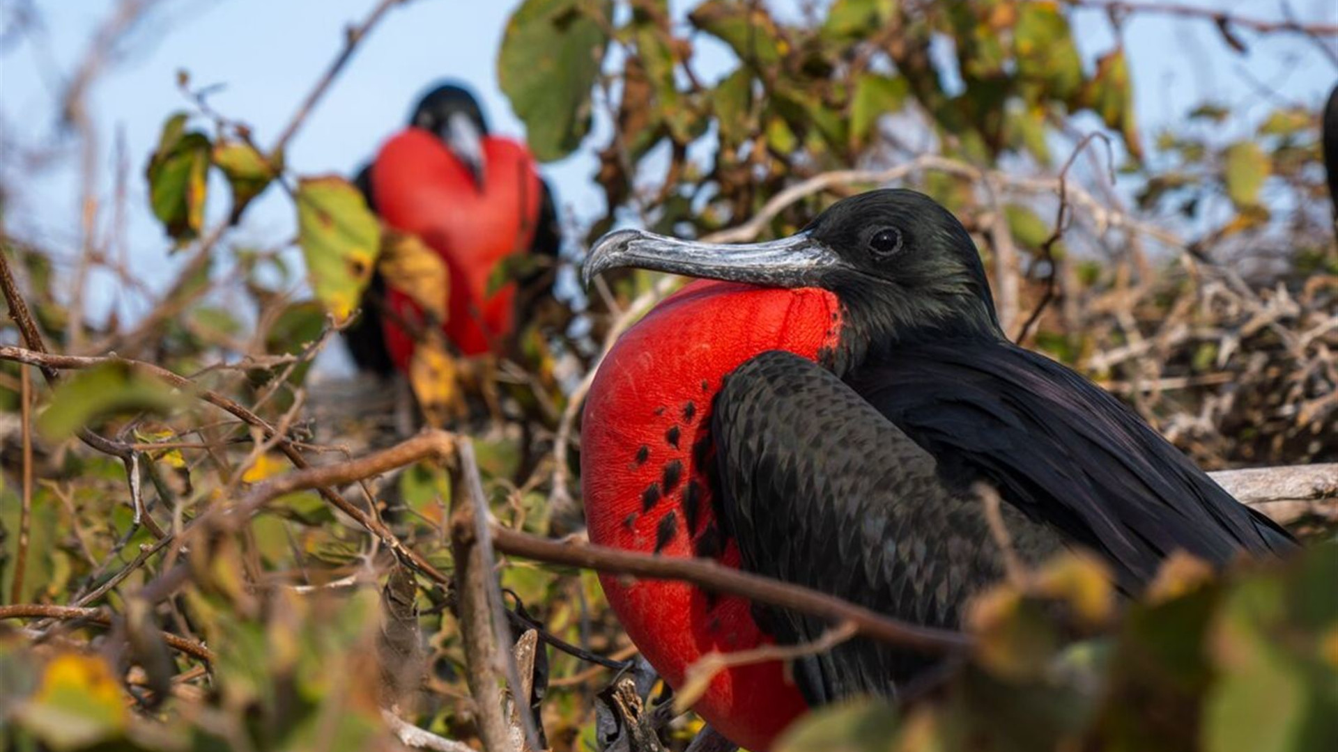 Click to view large image Galapagos Encounter: Southern Islands (Grand Queen Beatriz)