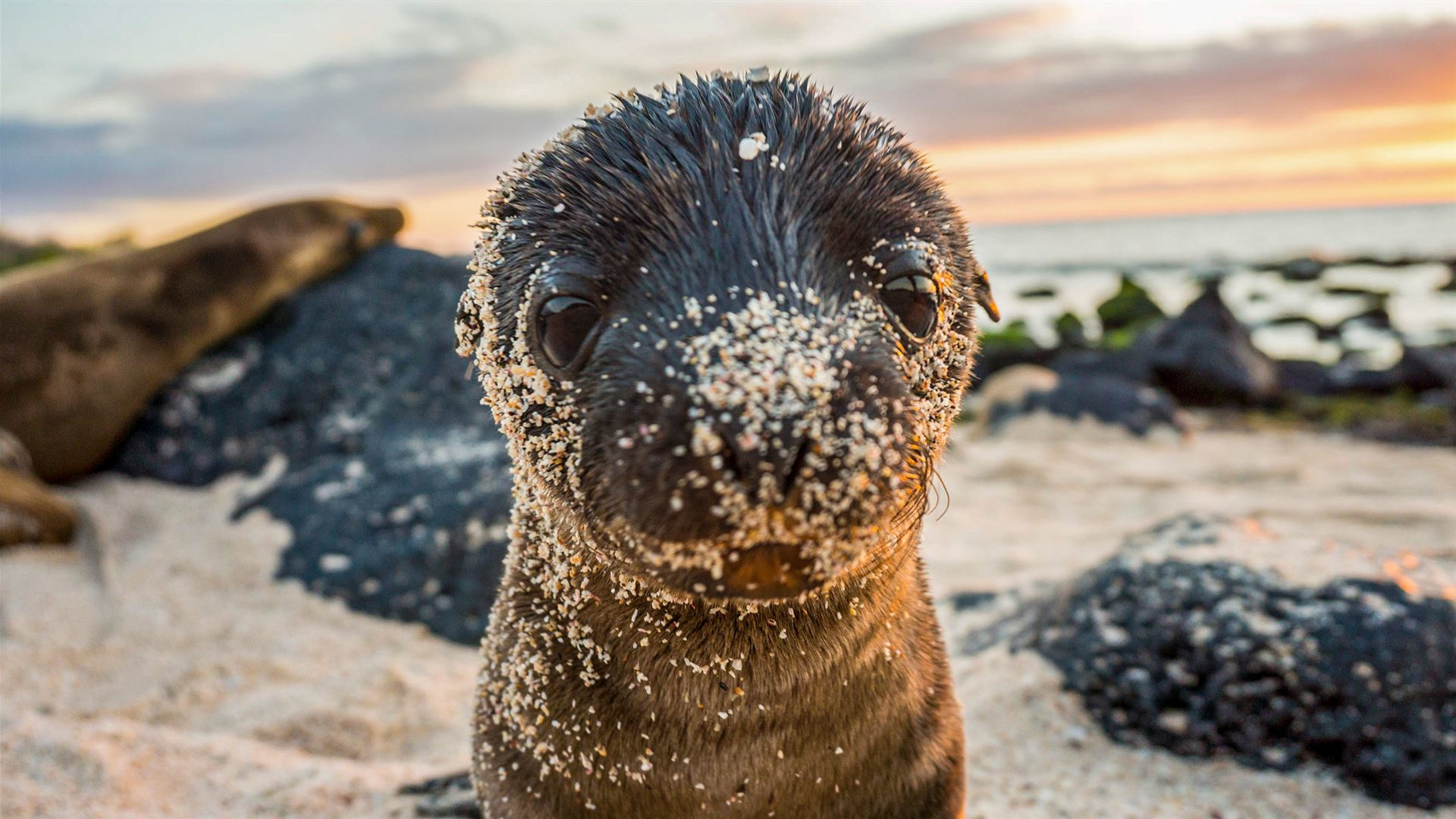 Click to view large image Galapagos – West and Central Islands aboard the Reina Silvia Voyager