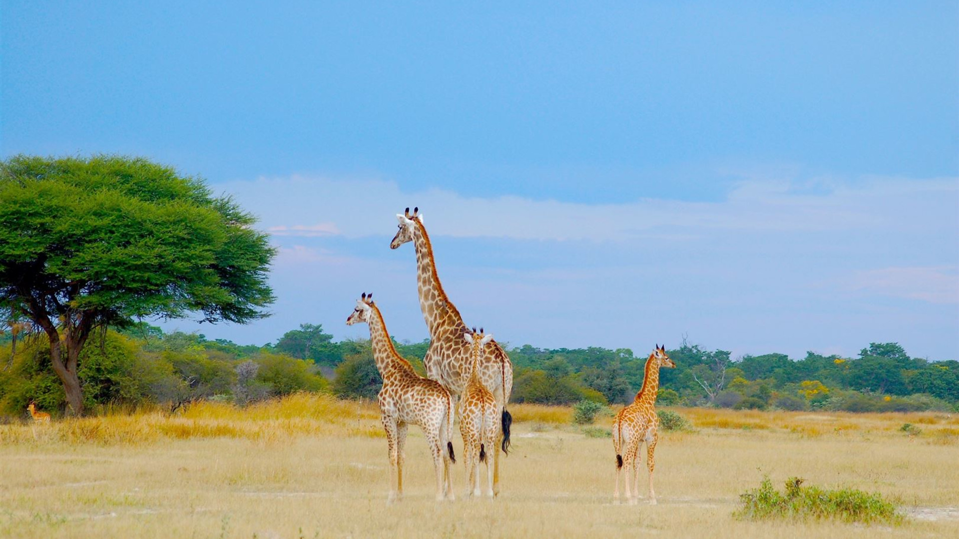Click to view large image Botswana & Zimbabwe Lodge Safari